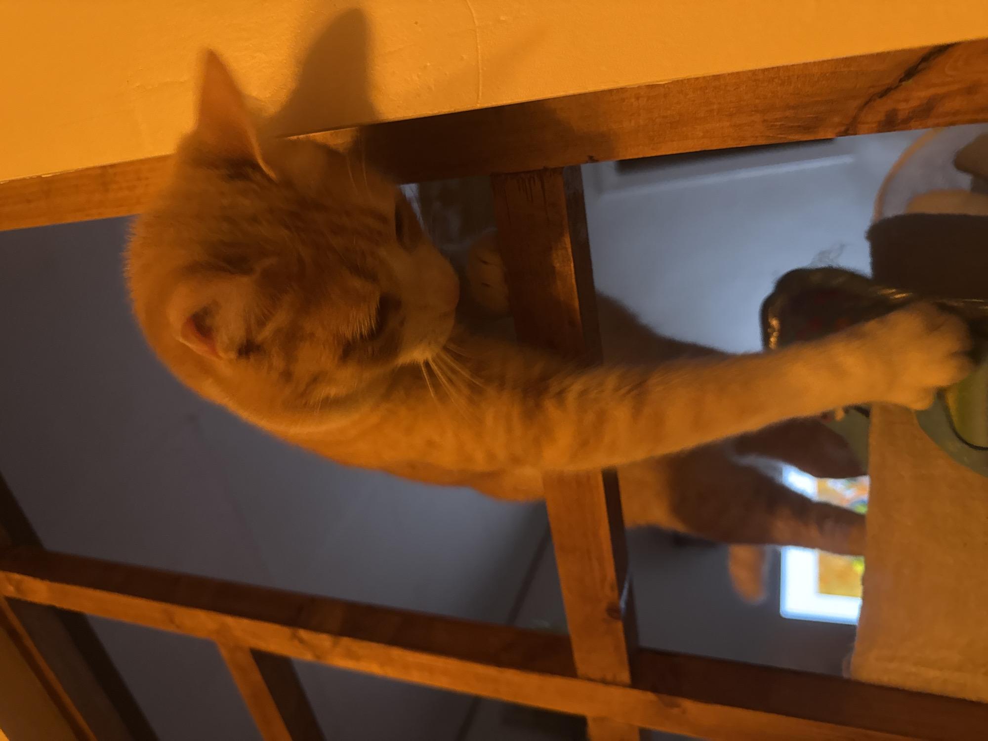 Orange tabby cat explores boxes and bags in Wattrelos