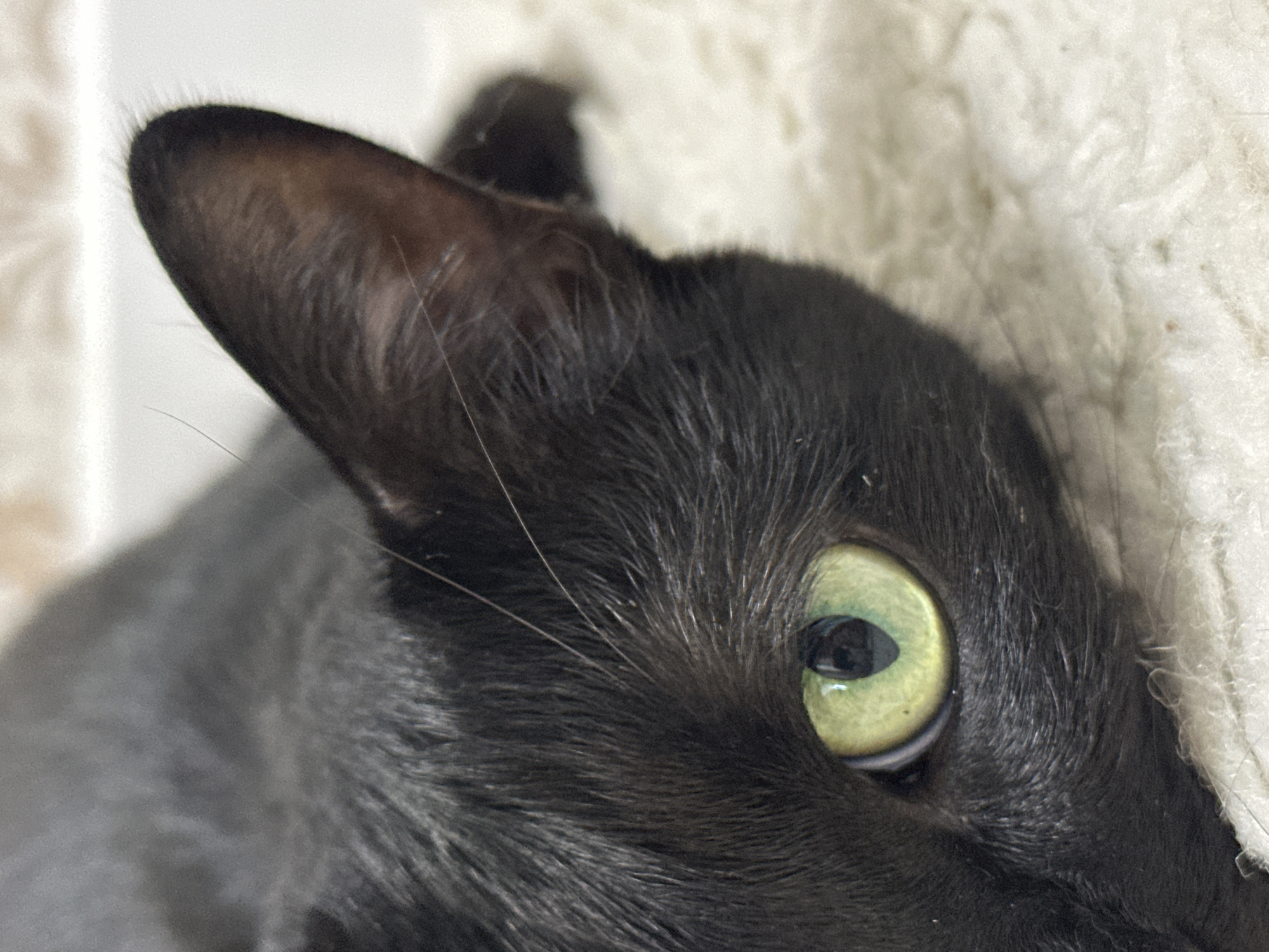 Domestic moments: black cat and child in pajamas captured indoors