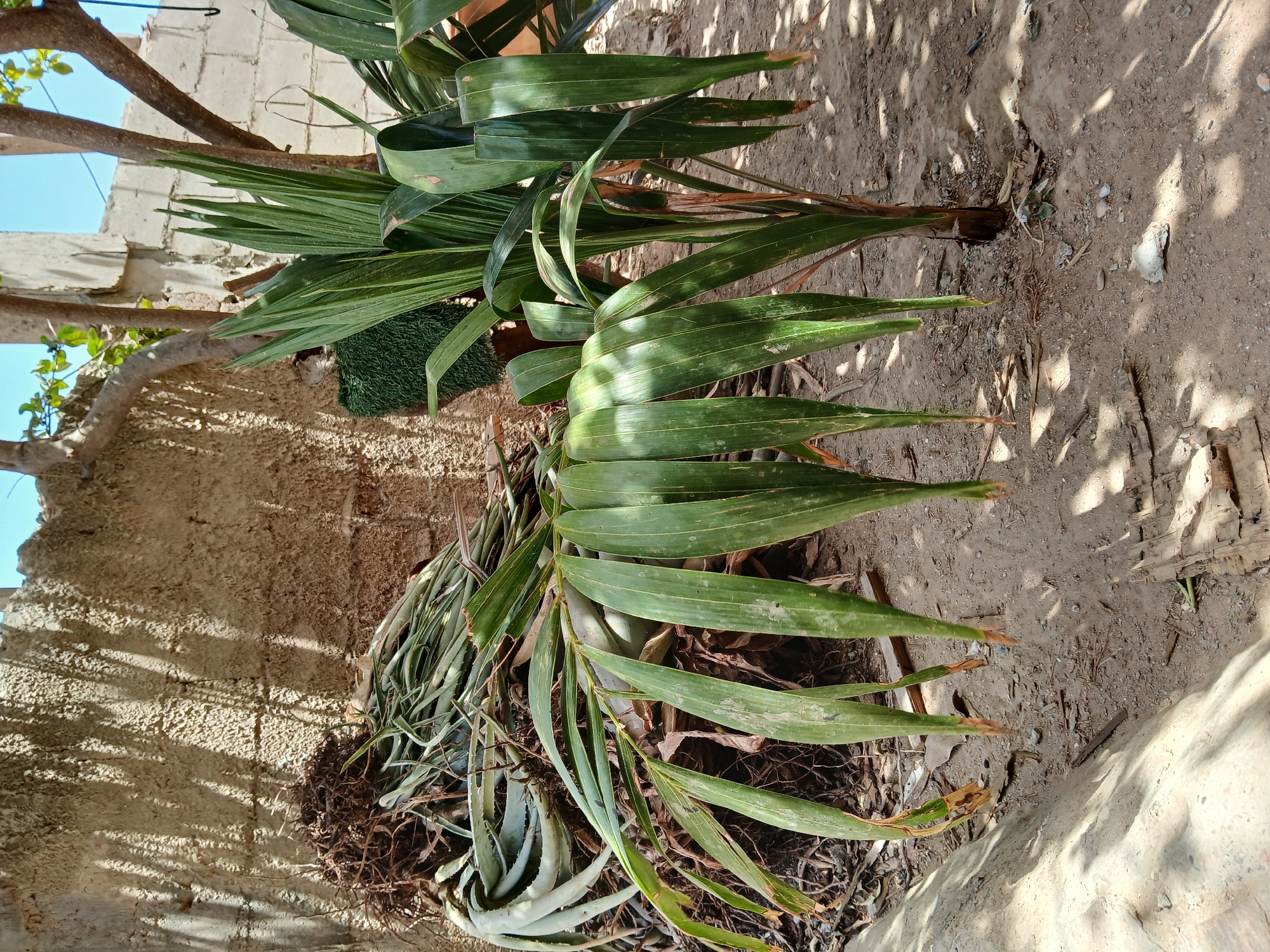 Juan Griego resident documents cooking, gardening, pet moments