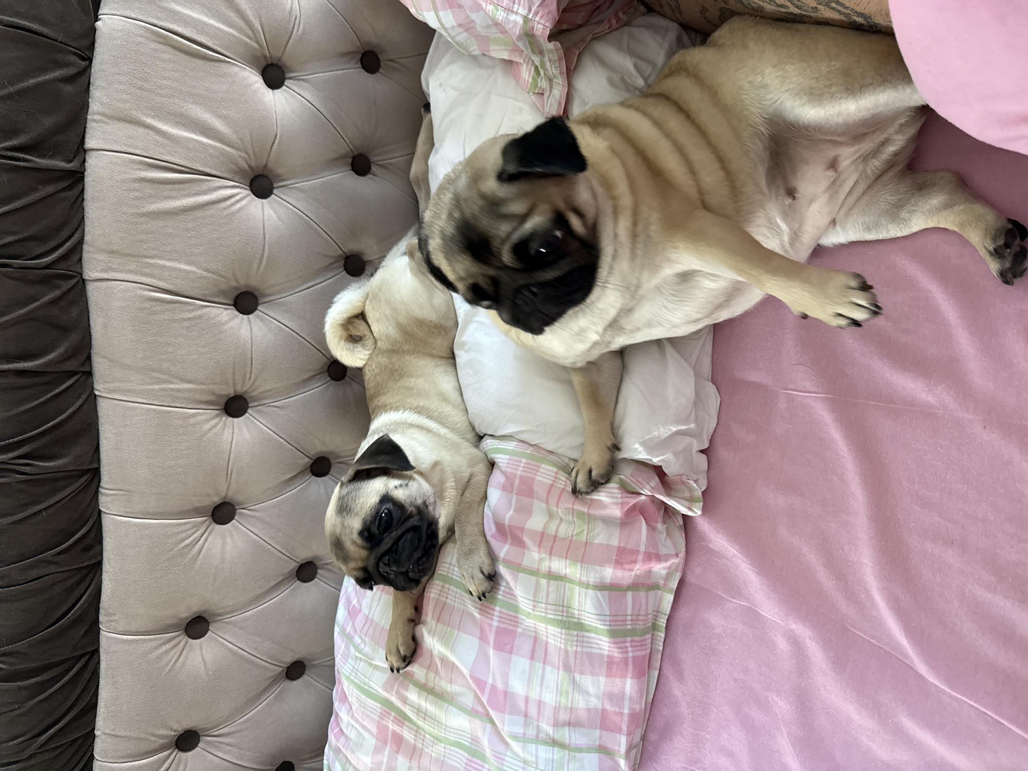 Pugs relaxing on pink bedding and a cream sofa