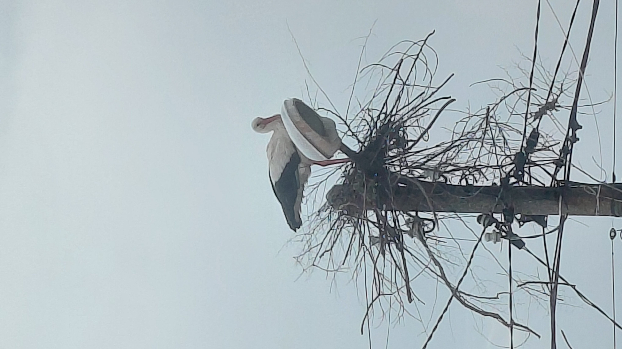 White storks gather on urban utility poles, nests