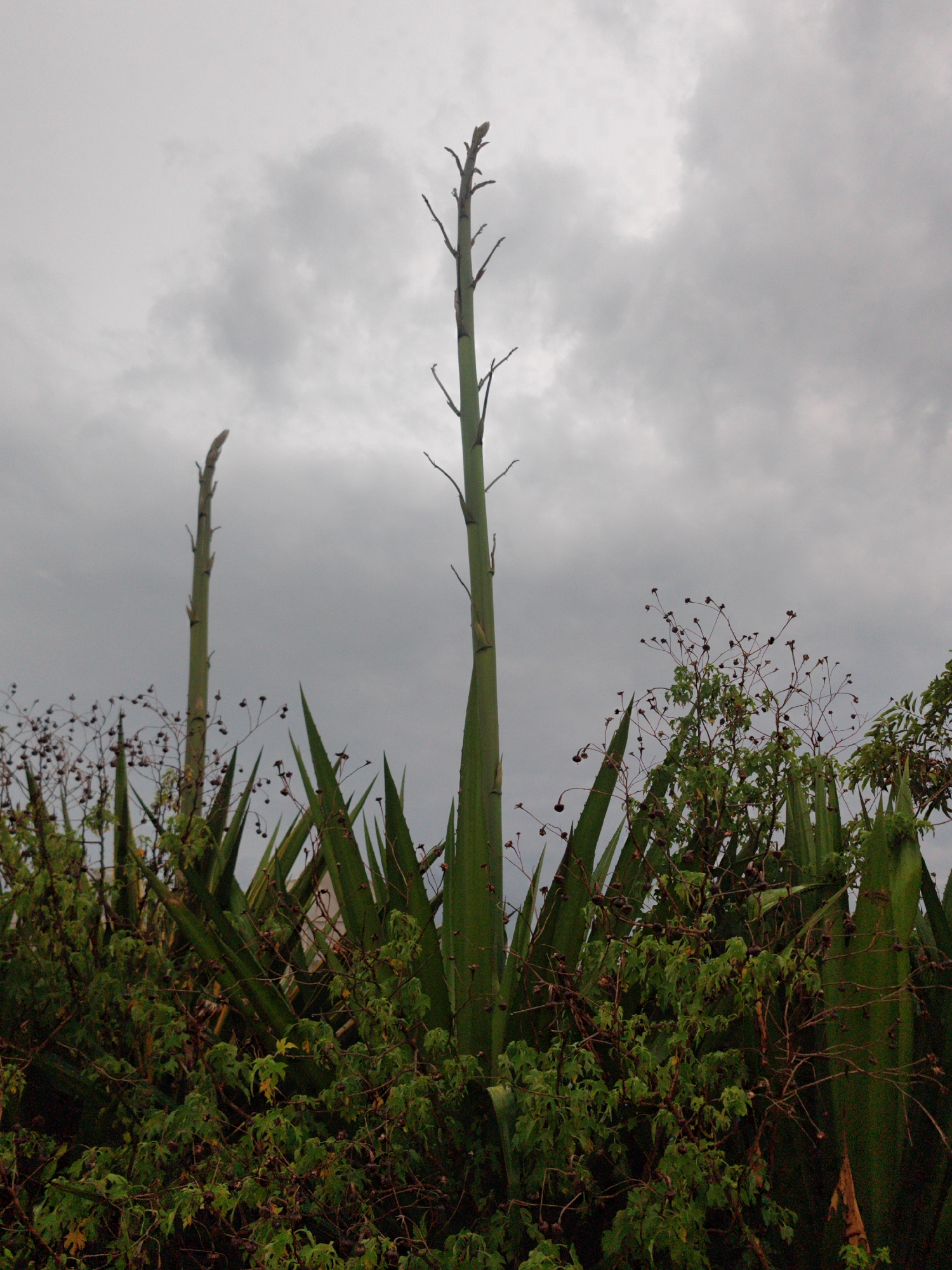 Witness documents agave plants and flooding in Da Lat, Vietnam