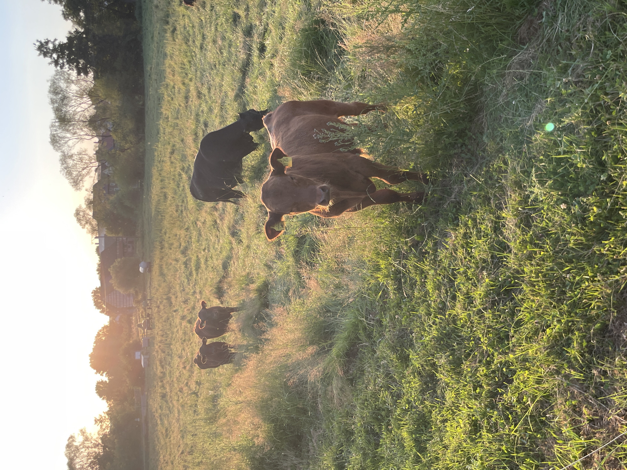 Sunset pastoral scene and a seed-carrying slug in rural Germany