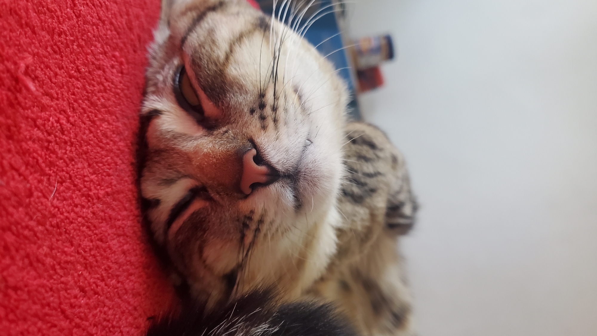 Tabby cat sleeps peacefully on red surface in Curitiba