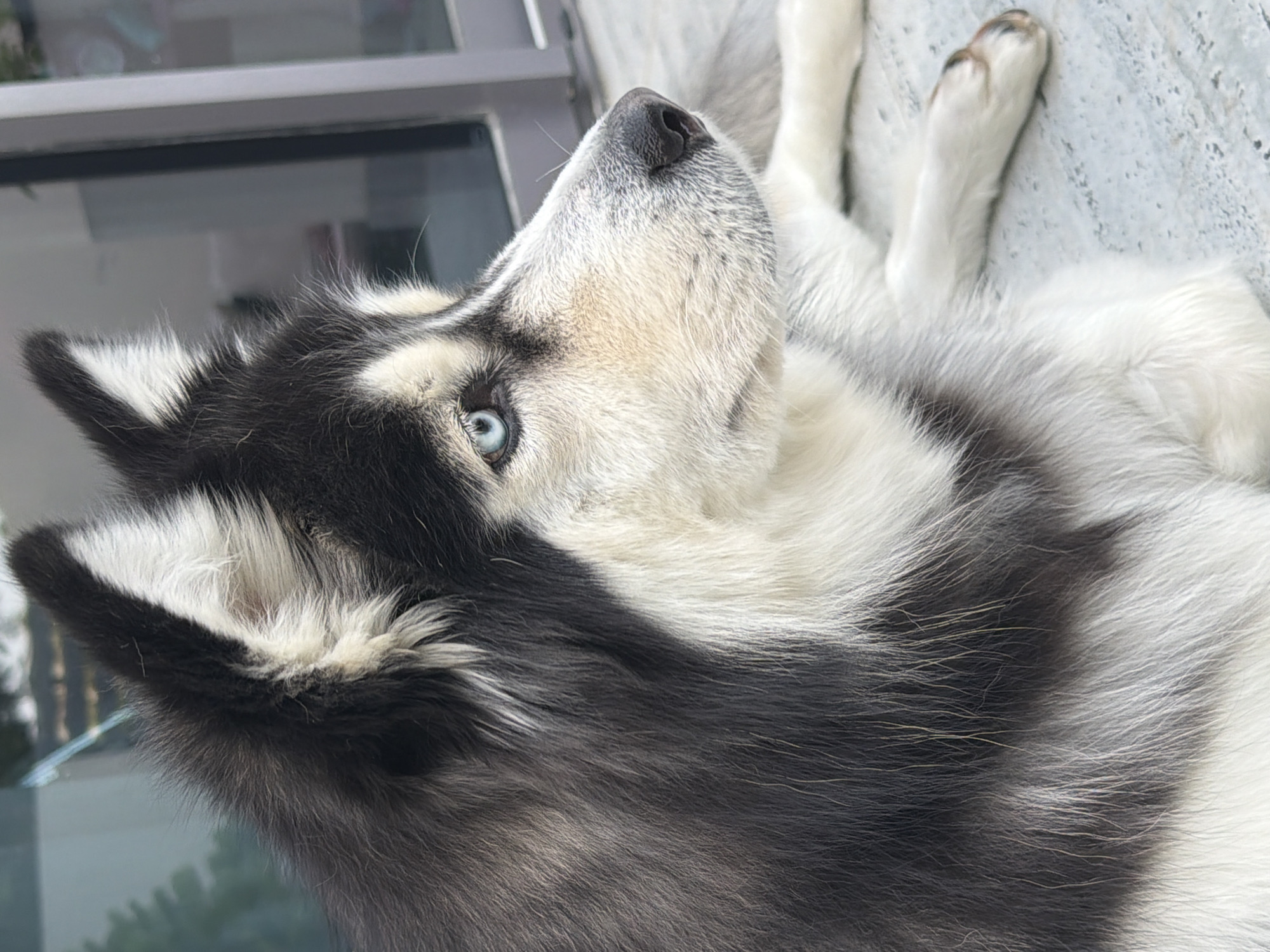 Siberian Husky relaxing and roaming a Dubai outdoor space