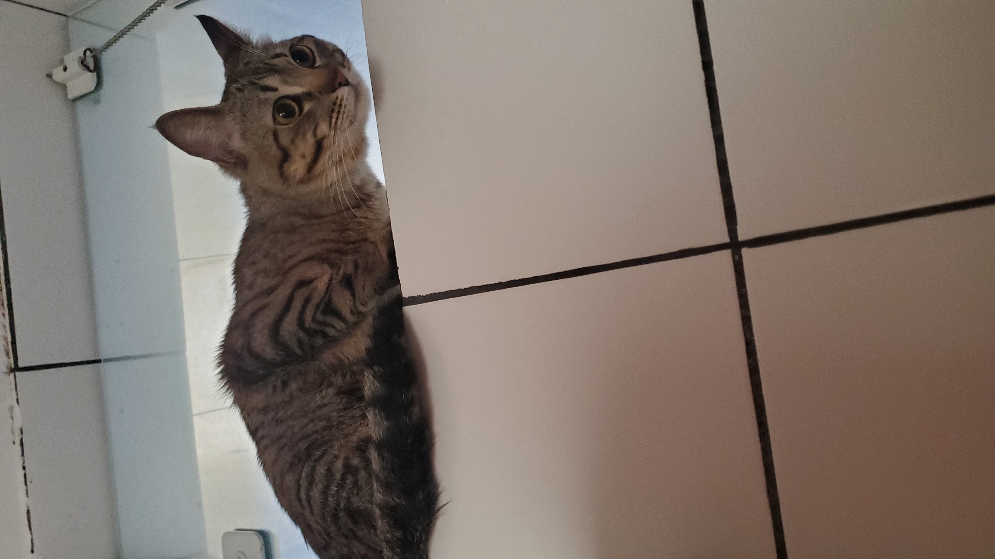 Brown tabby cat spotted indoors in Curitiba
