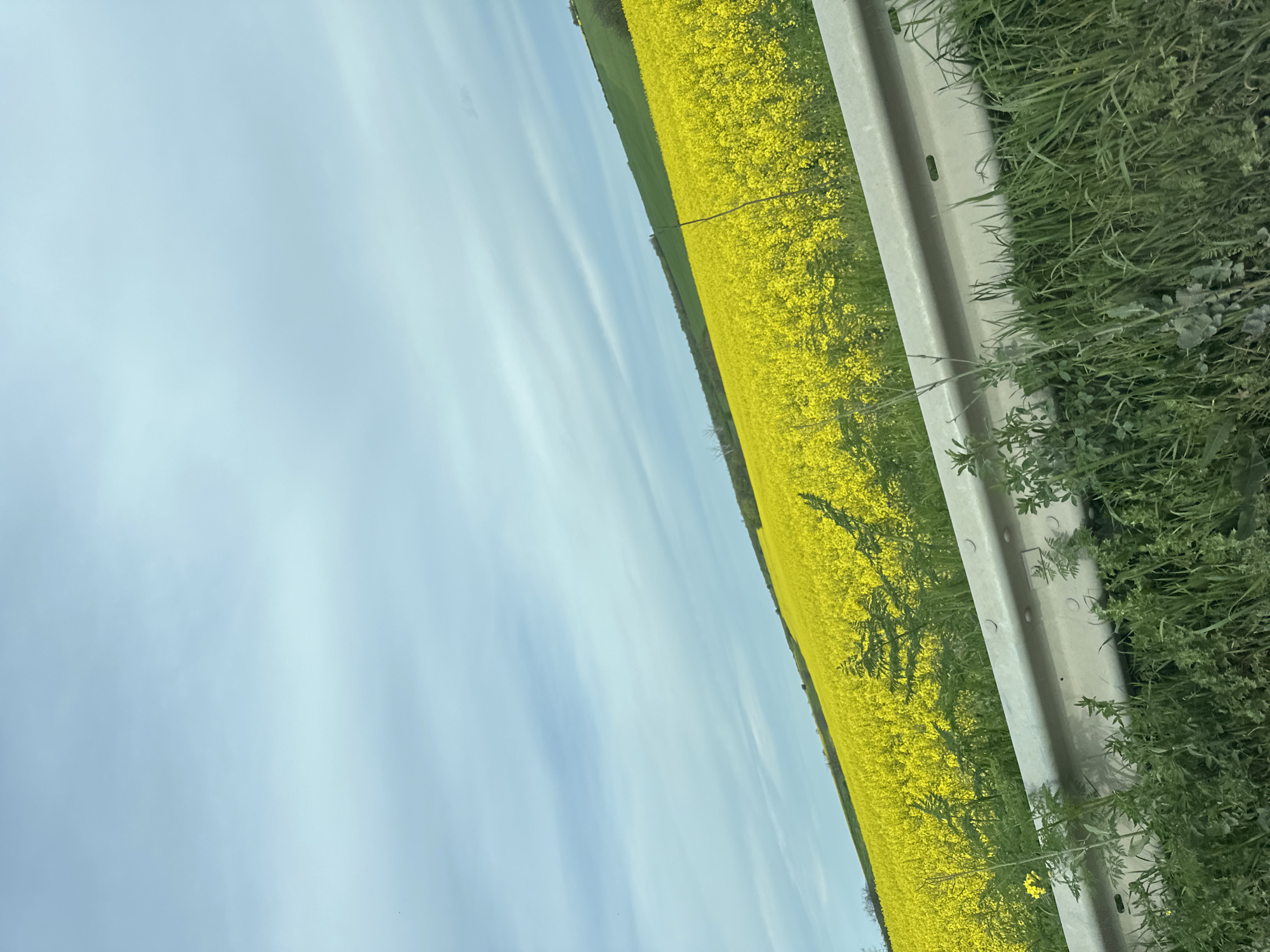 Driver documents countryside journey past yellow rapeseed fields