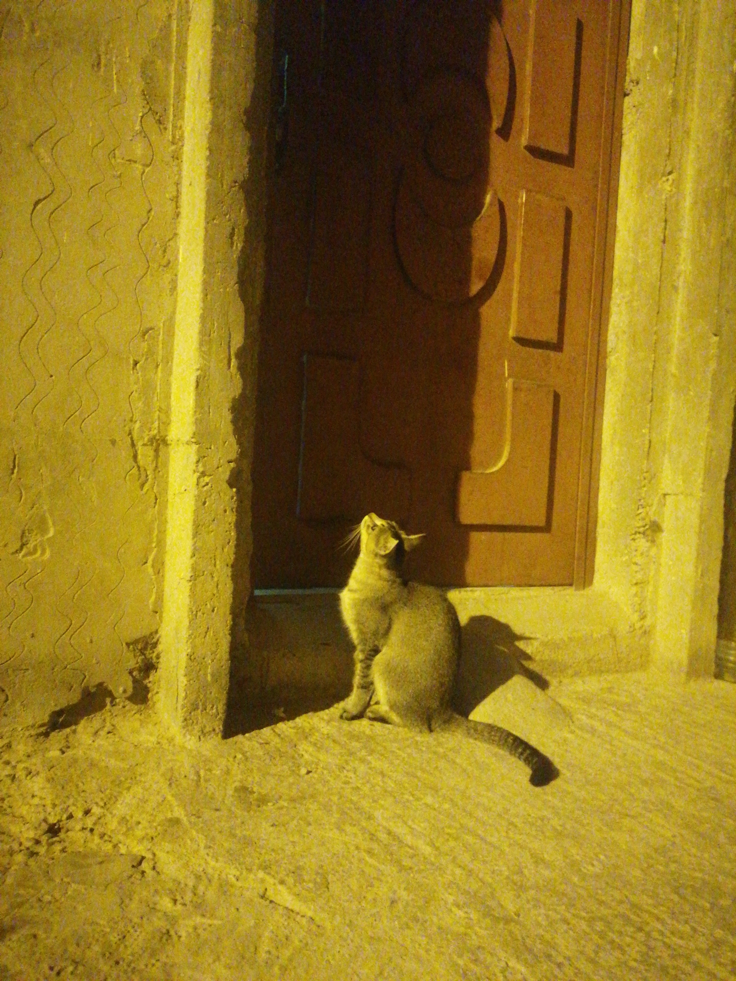 A tabby cat's evening, plus a few quiet domestic scenes