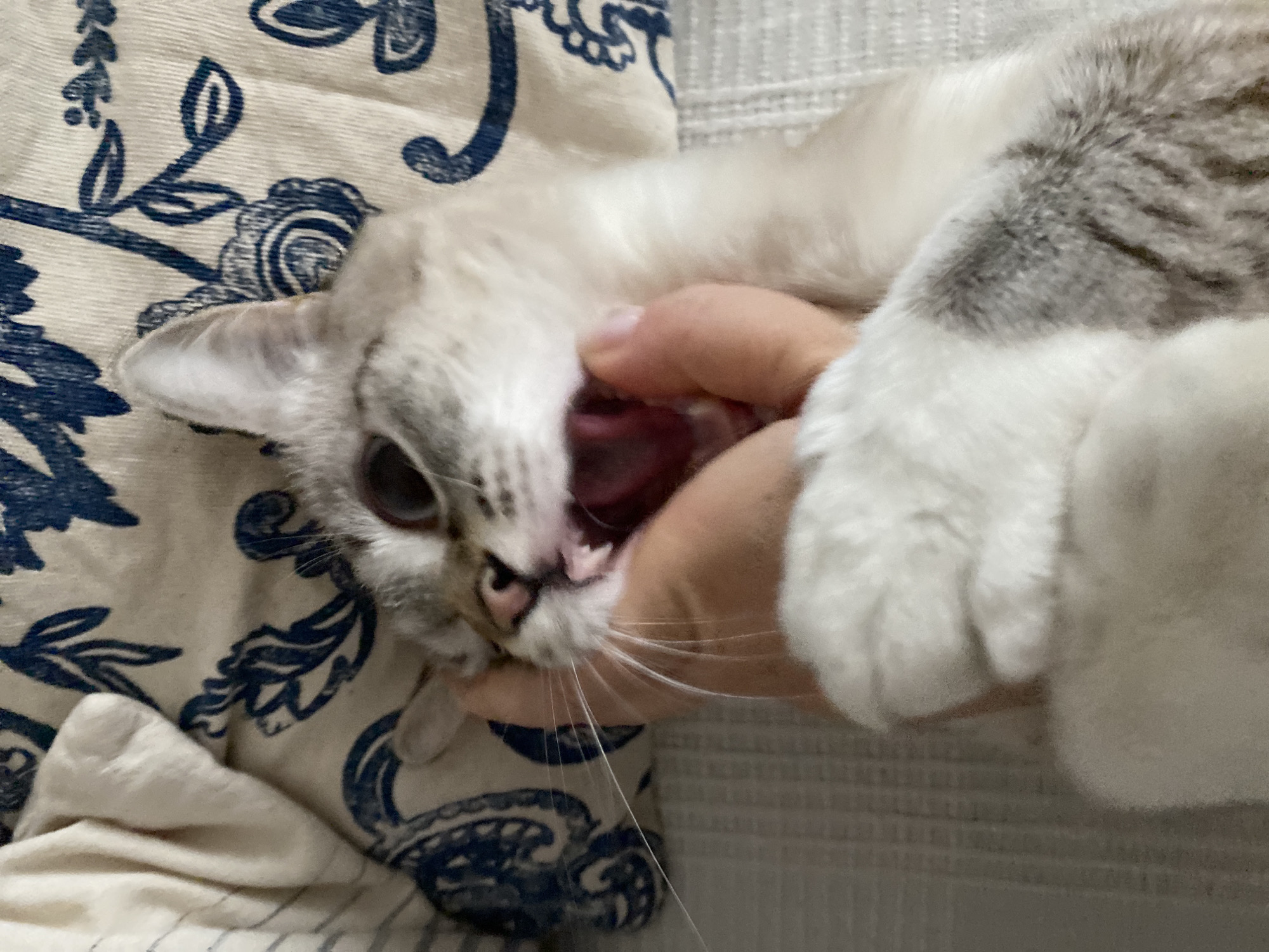 Cat receives gentle handling during late-night interaction in Yekaterinburg