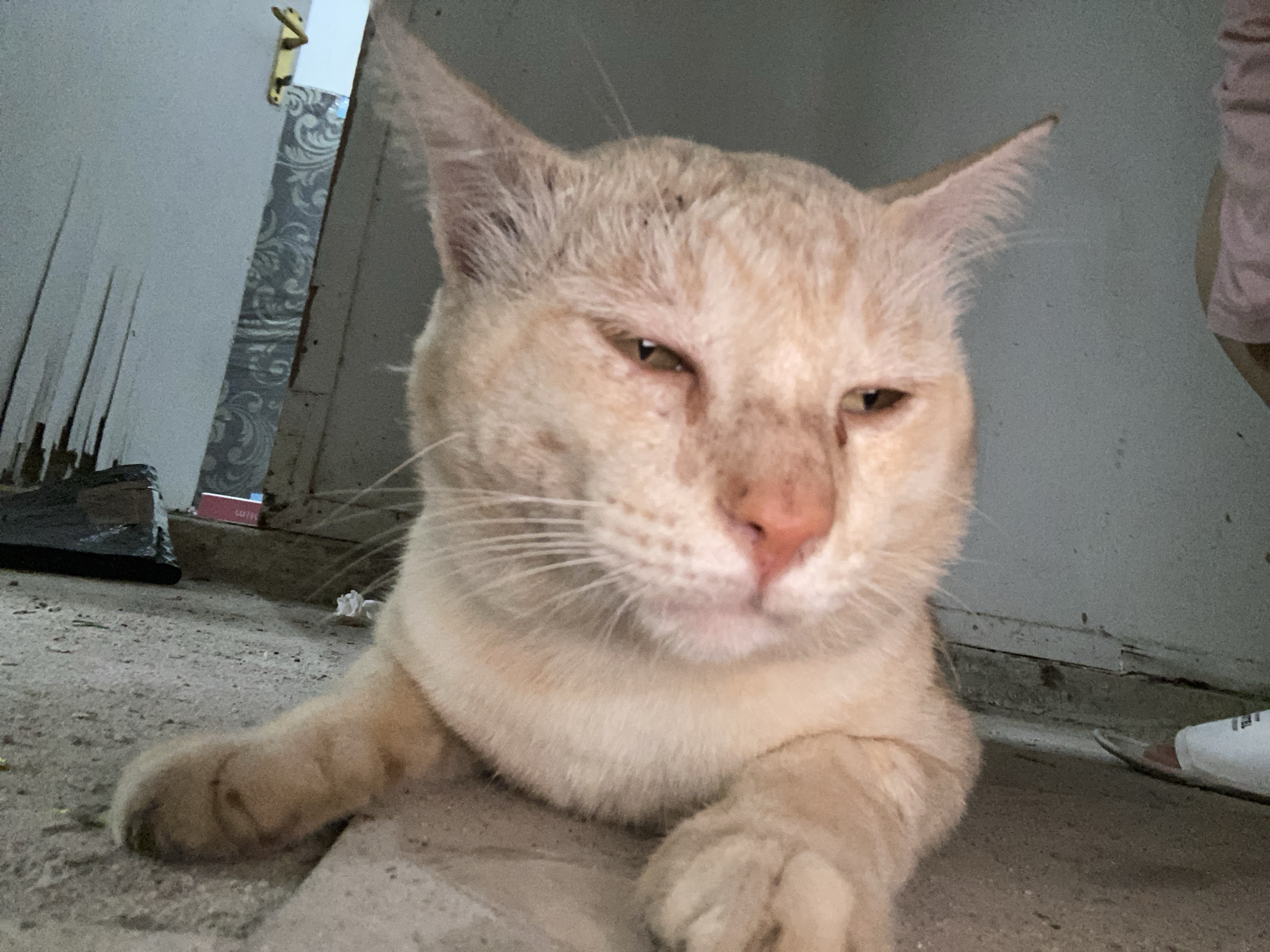 Cats fed, rested, and roaming a Banjarbaru home