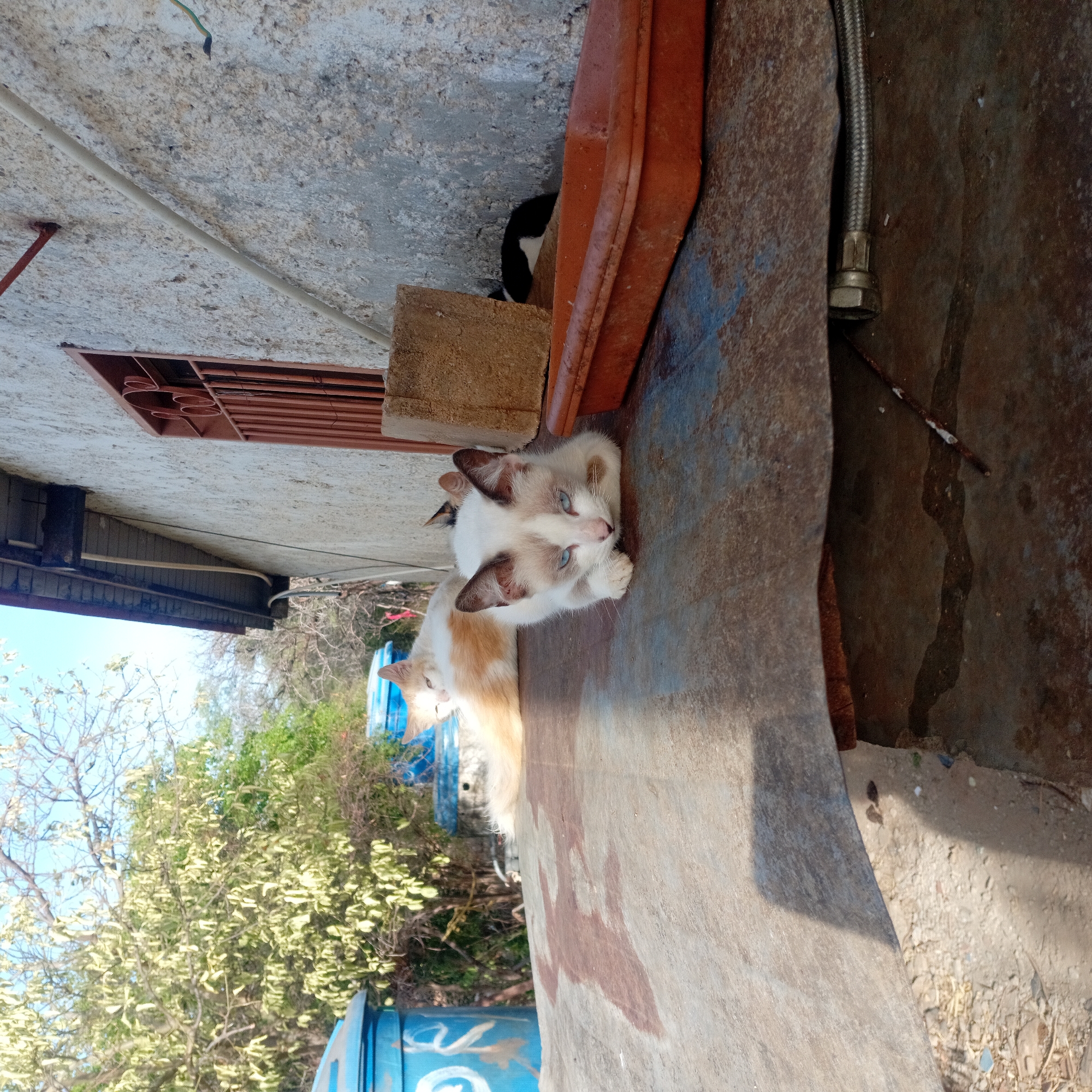 Cats and dog spotted resting on metal and concrete surfaces