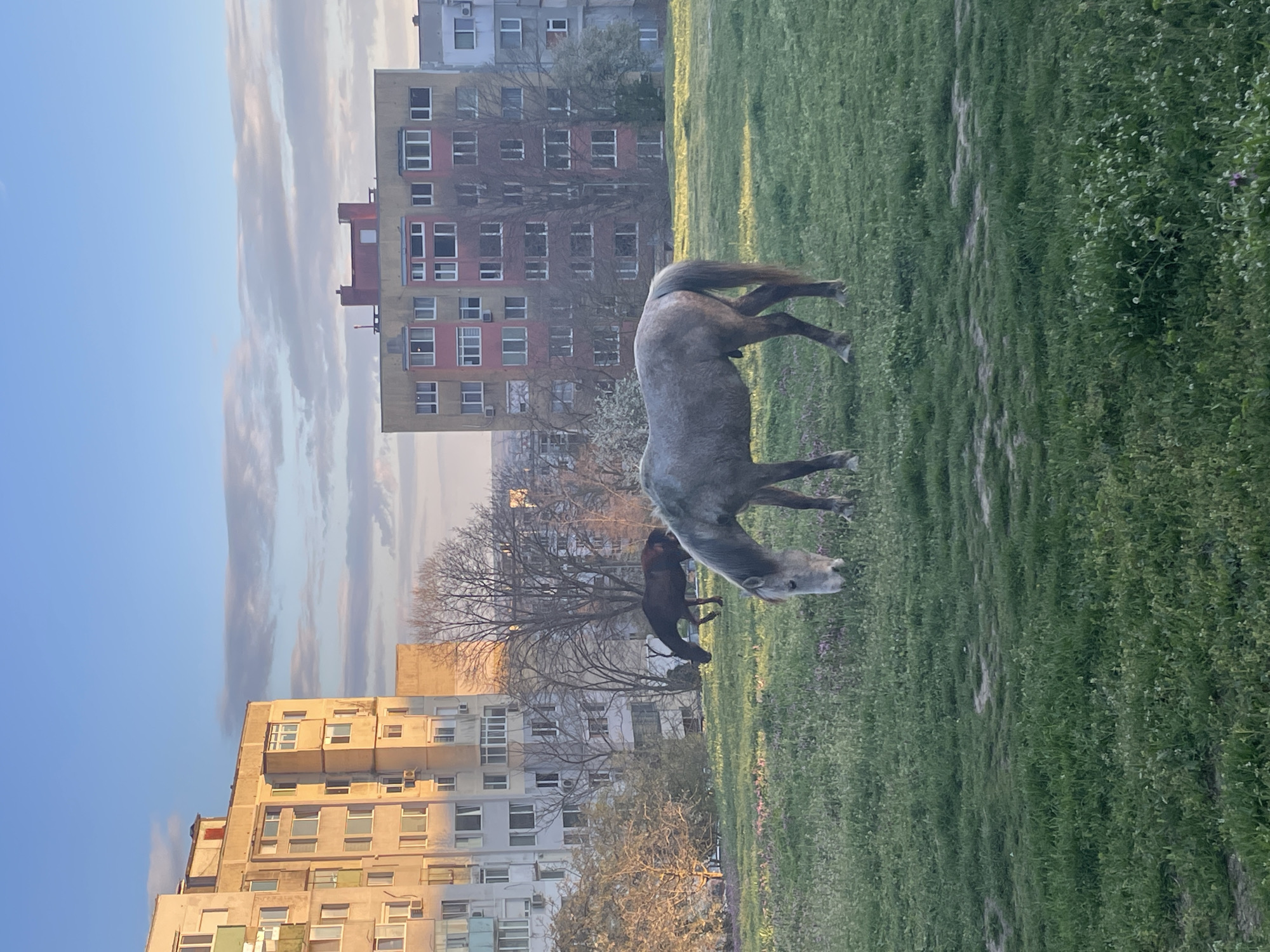 Horses graze in urban field near Varna apartments