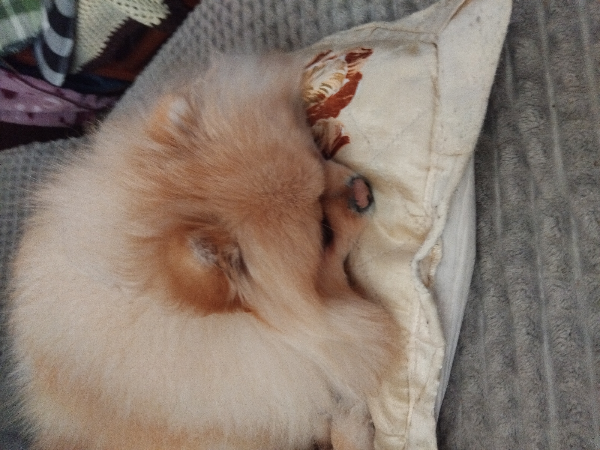 Pomeranian dog sleeps peacefully on pillow in Apriltsi home