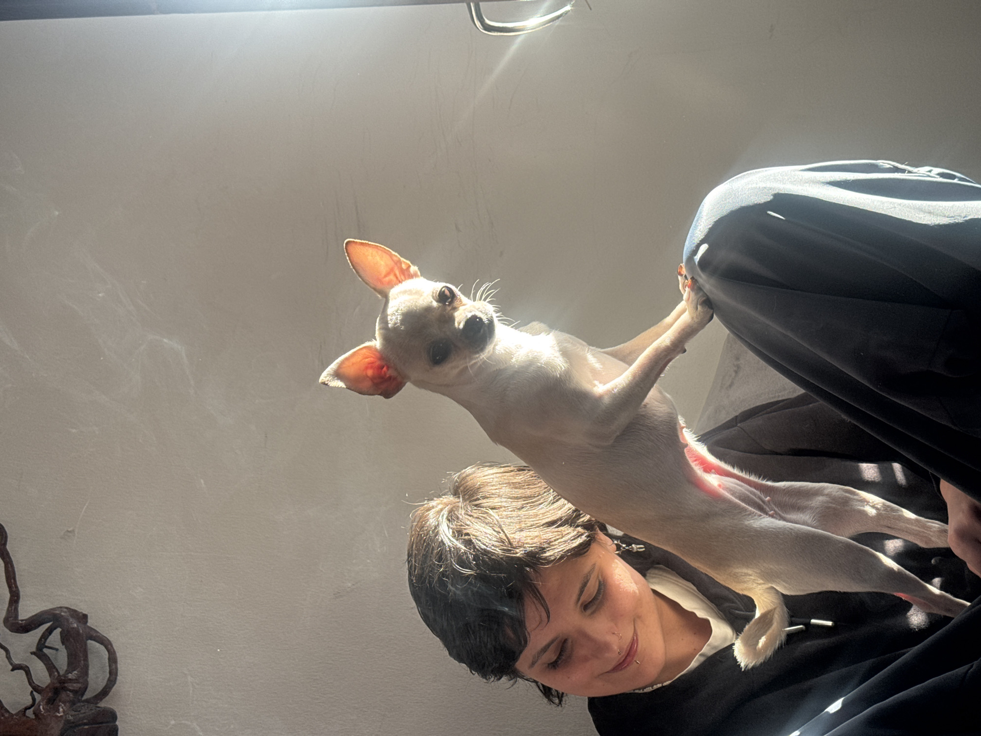 Woman with piercings holds Chihuahua in Sofia