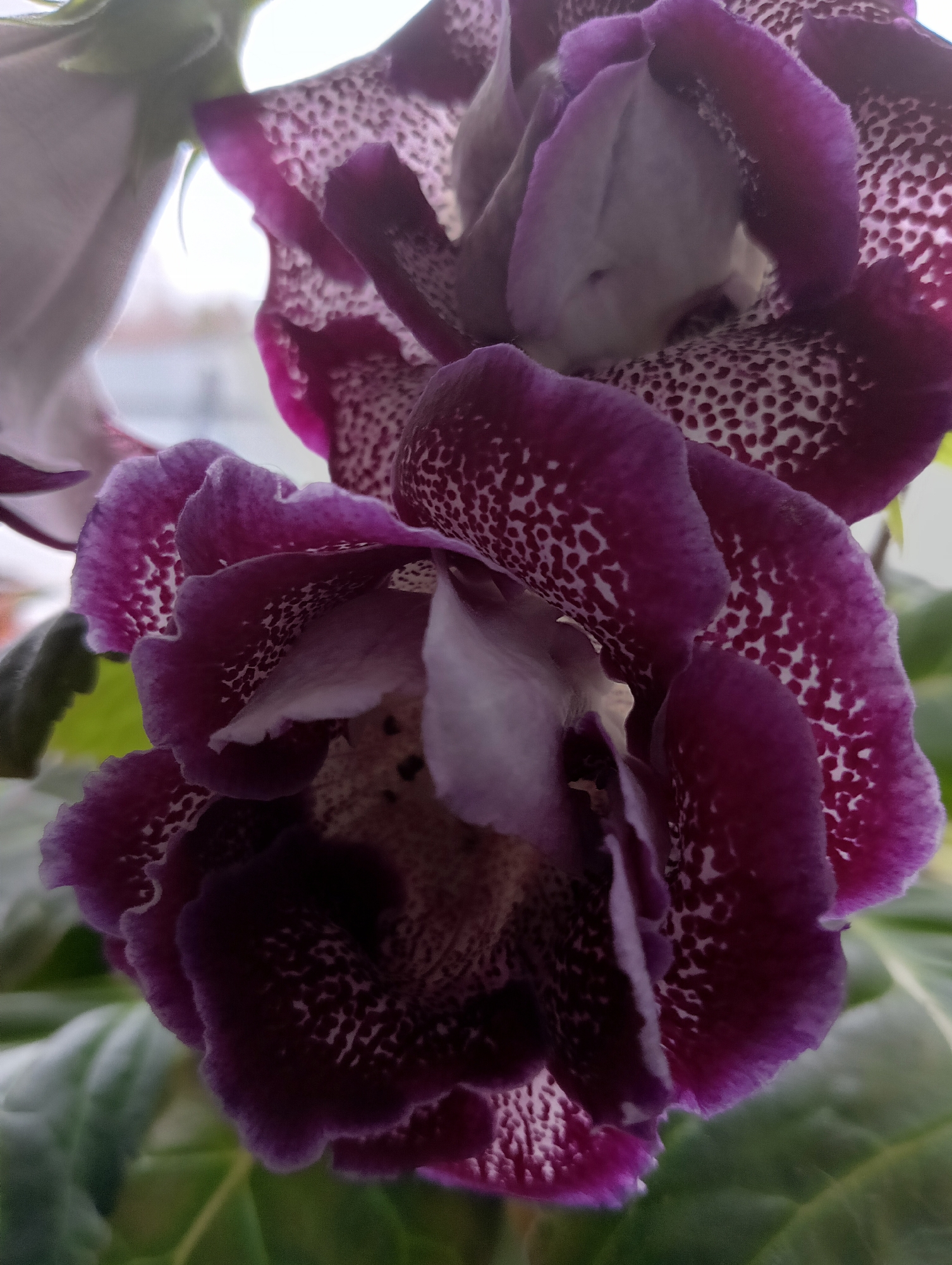 Resident captures indoor garden and cat in Dubovaya morning