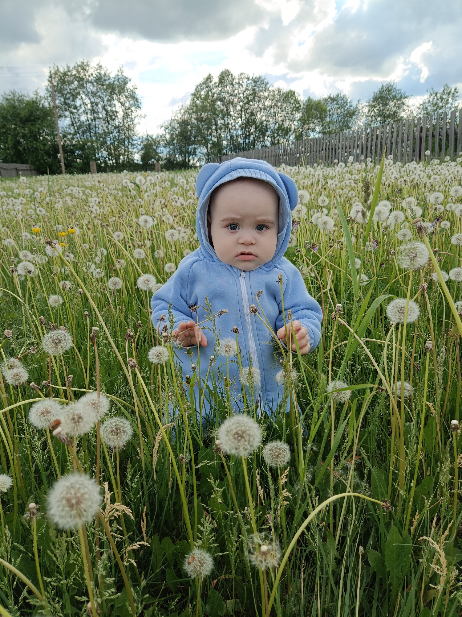 Child plays among dandelion seeds in Russian field