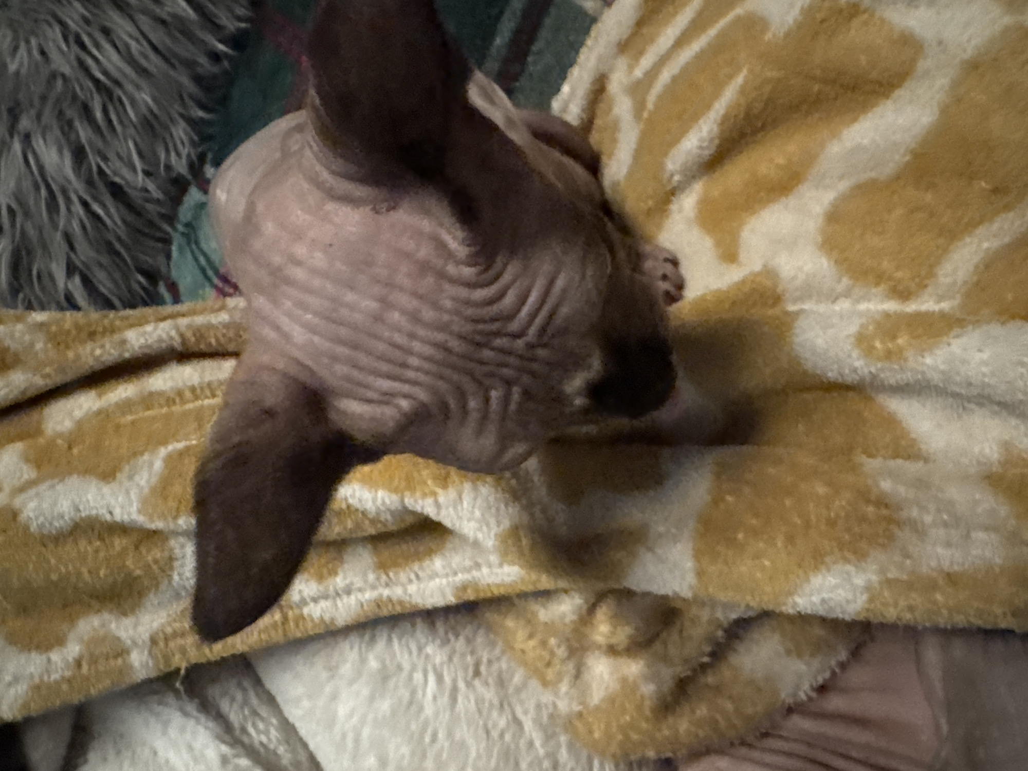 Witness Documents Cats and Dogs in 30 Indoor Scenes