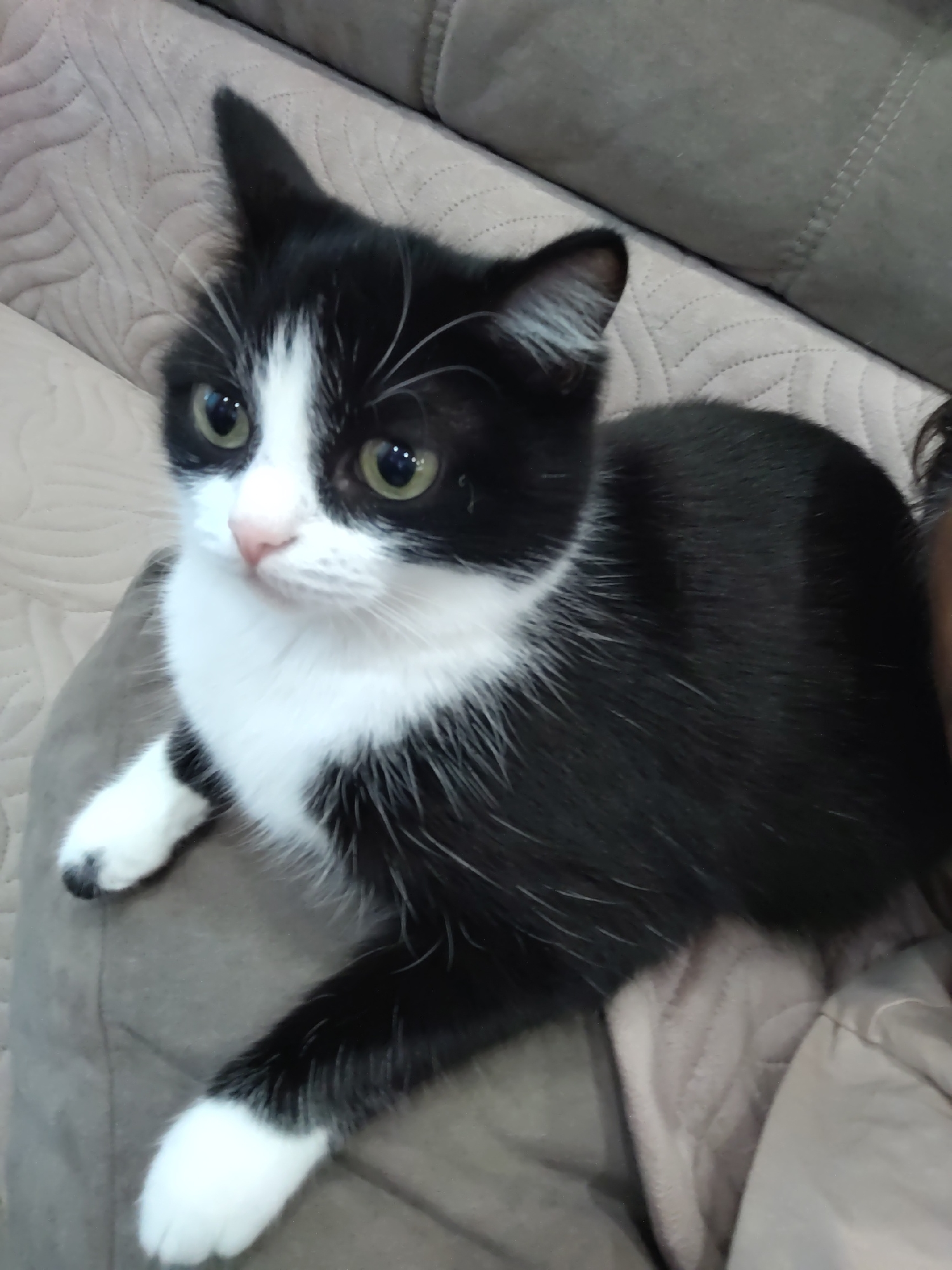 Cats at home in Novosibirsk, doing cat things