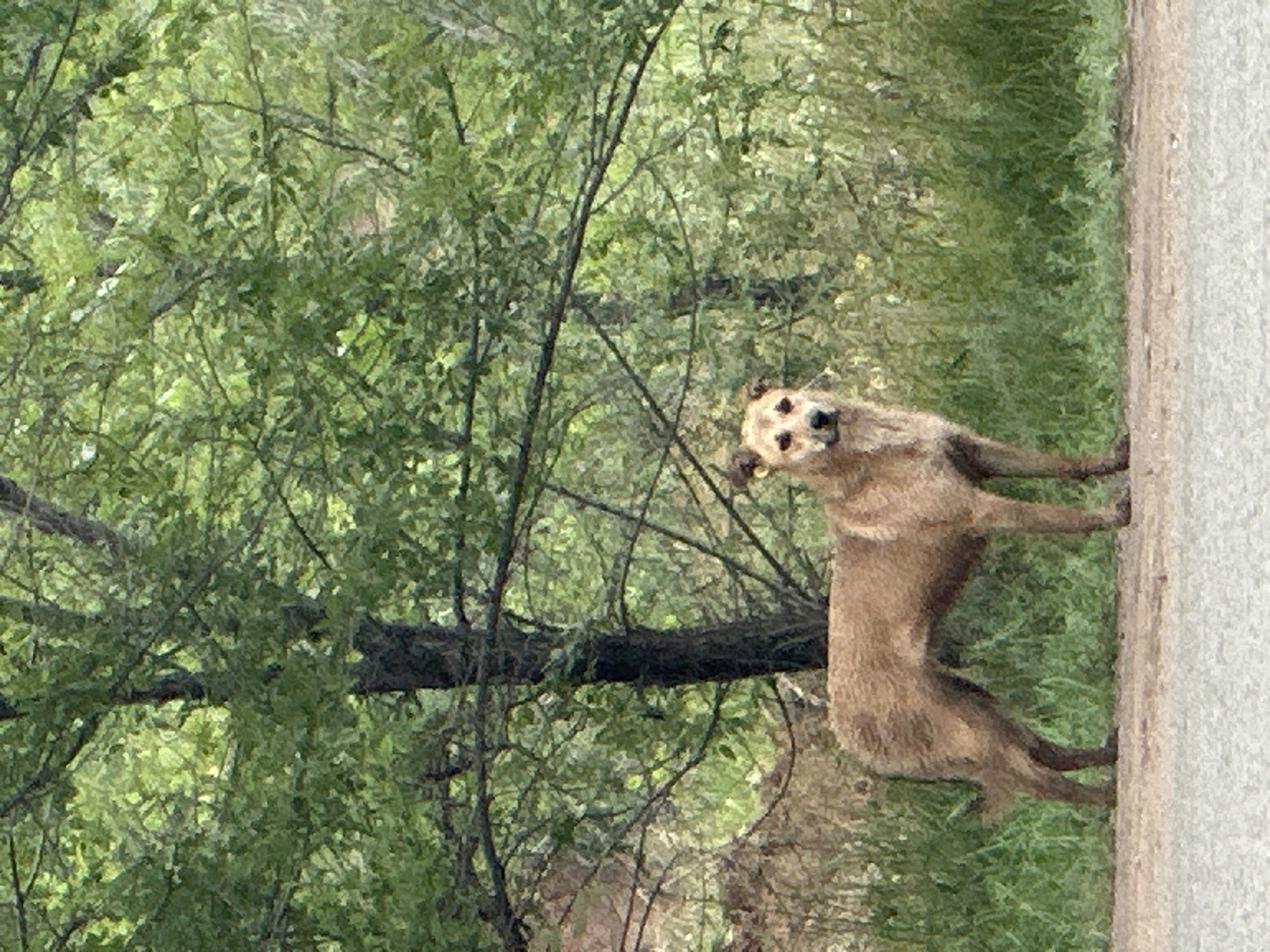 Dog on a forest path, overcast skies, and a Russian good morning