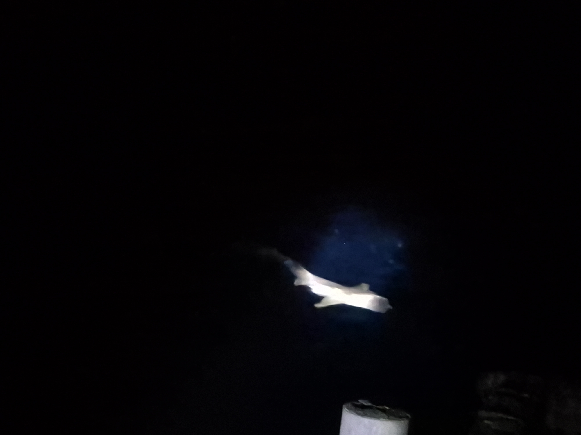Shark spotted near pier in Guraidhoo, Maldives evening waters