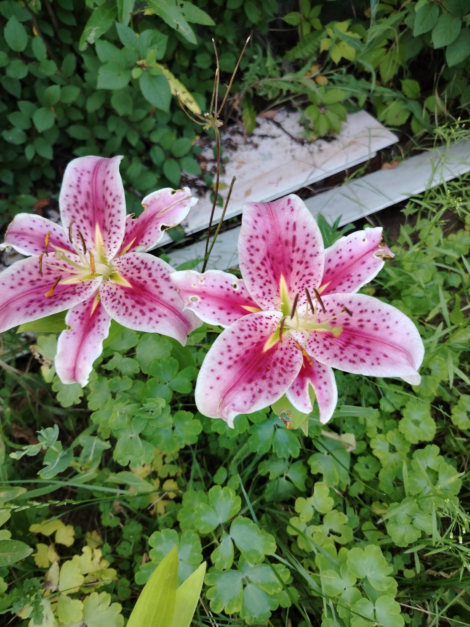 Summer afternoon in Chaikovsky: gardens, flowers, and the waterfront