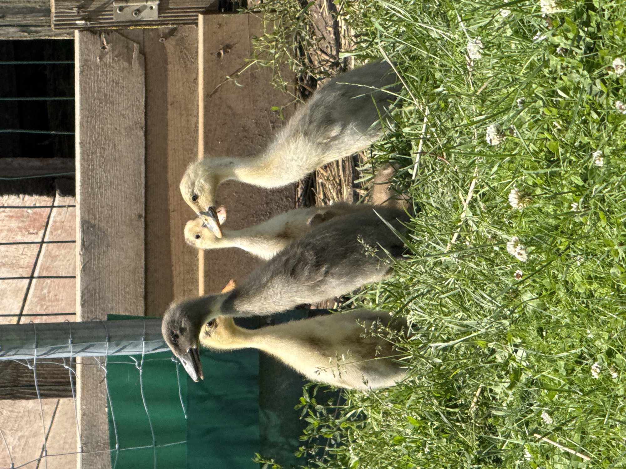 Horses and ducklings on a quiet Lithuanian farm
