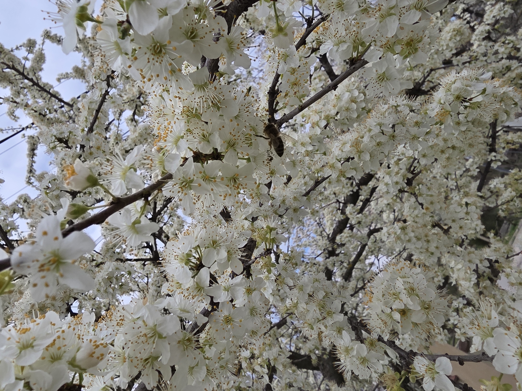 Bee forages among white blossoms in Bulgarian town