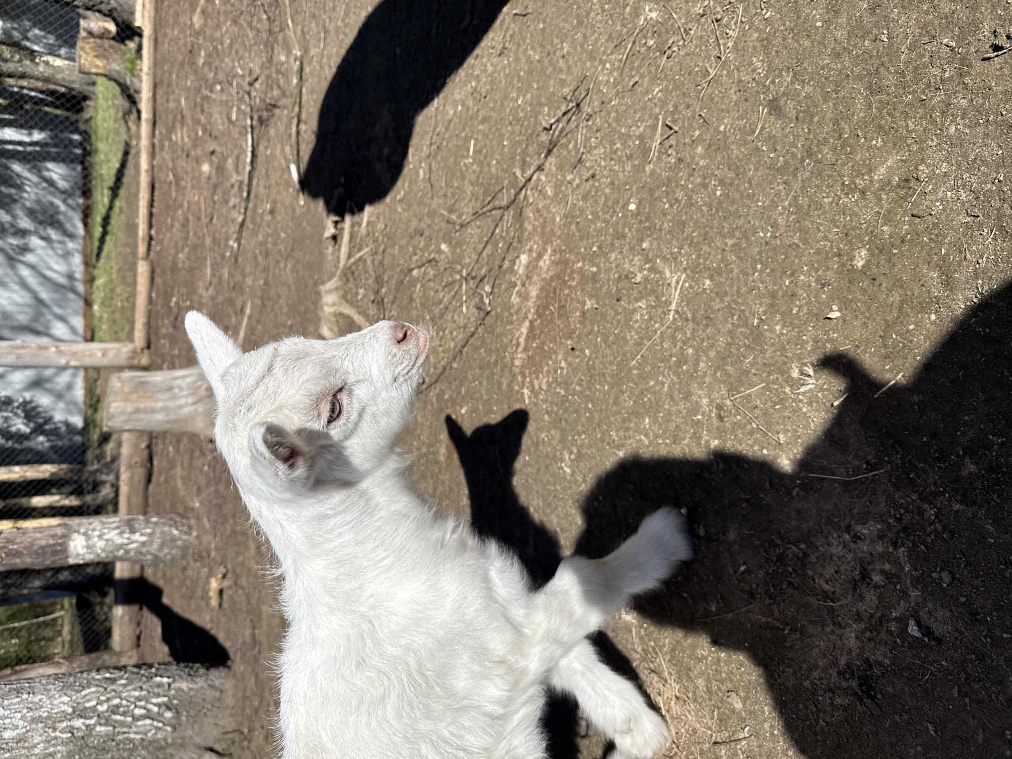 White goat and cat spotted in Bobylino, Russia