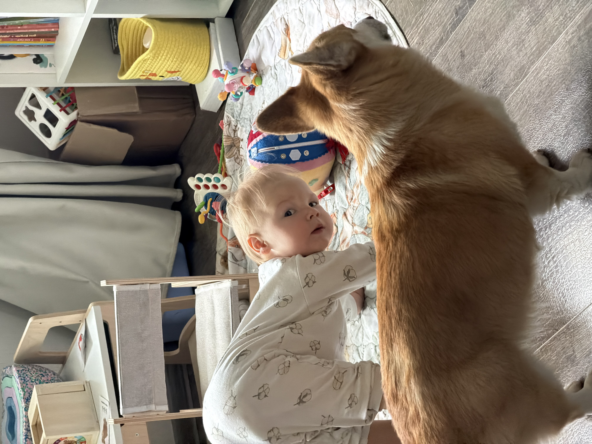 Corgi and toddler hanging out at home in Chaikovsky
