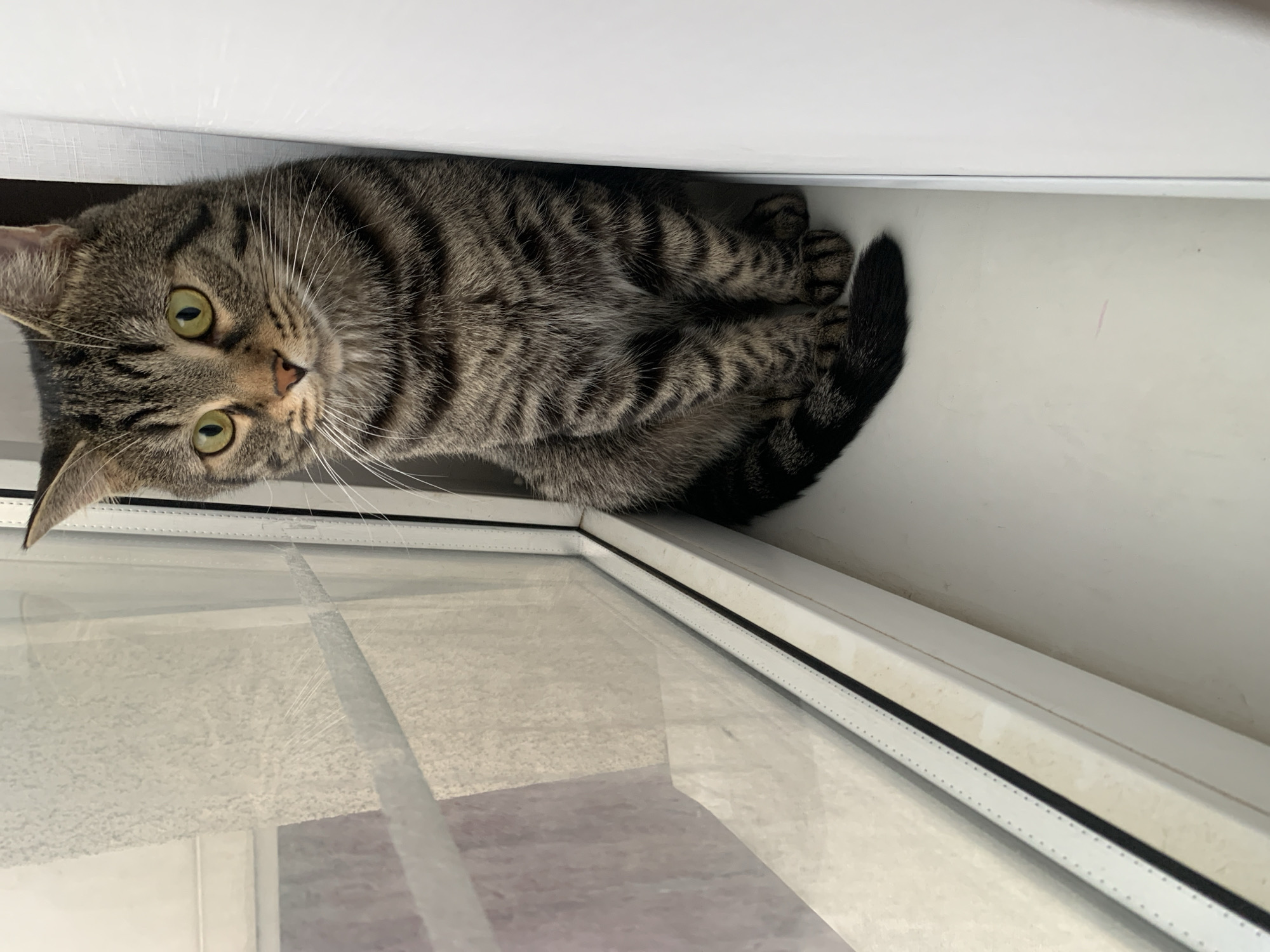 Tabby cat observed in early morning indoor activity session