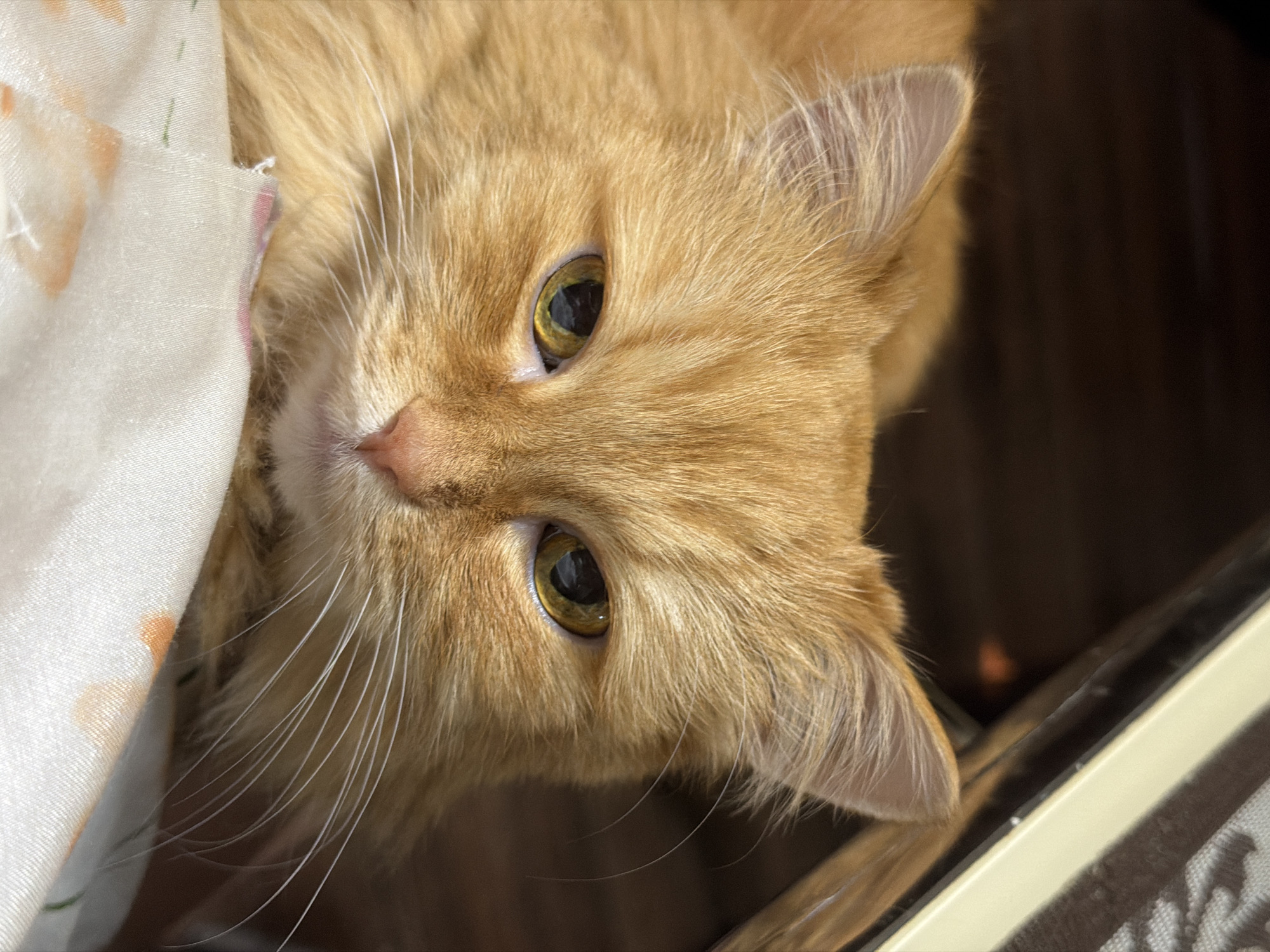 Orange tabby cat photographed in Penza, Russia
