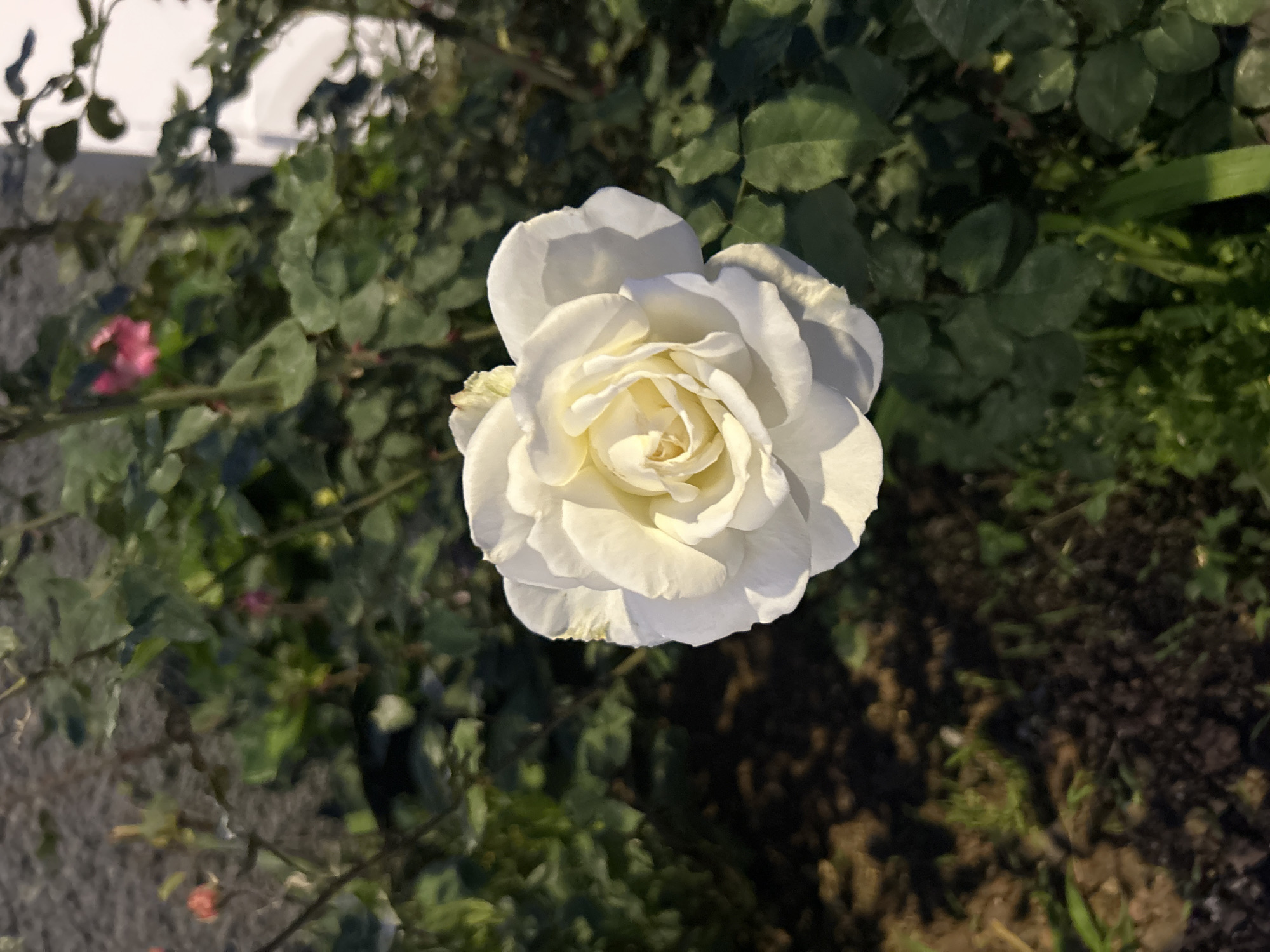 Evening observations capture rose bloom, construction activity in Câmara de Lobos