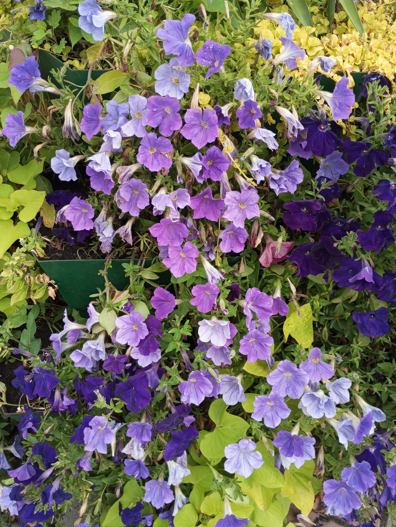 Tambov gardens and parks in full summer bloom
