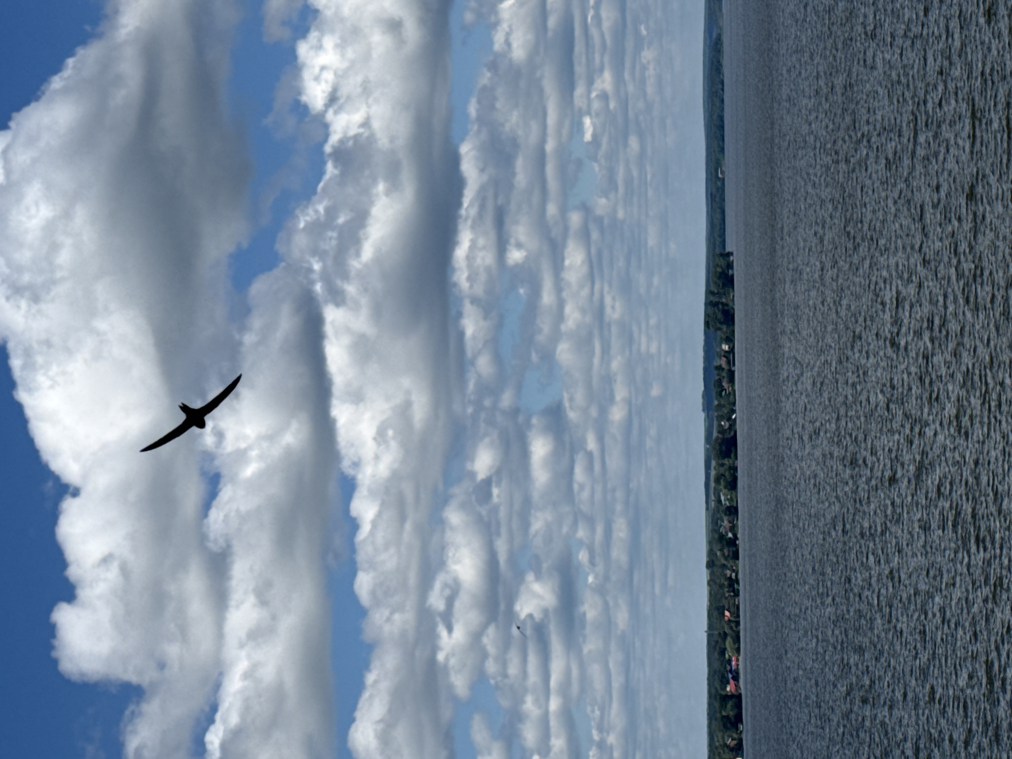 Birds spotted flying over Votkinsk Reservoir in Russia