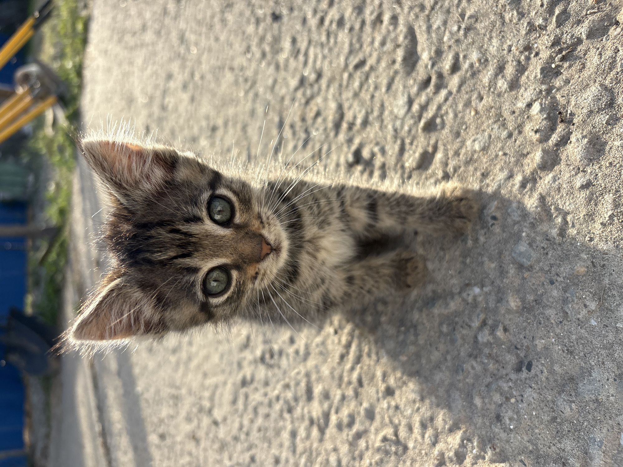 Stray cats and kittens documented across Ukrainian villages