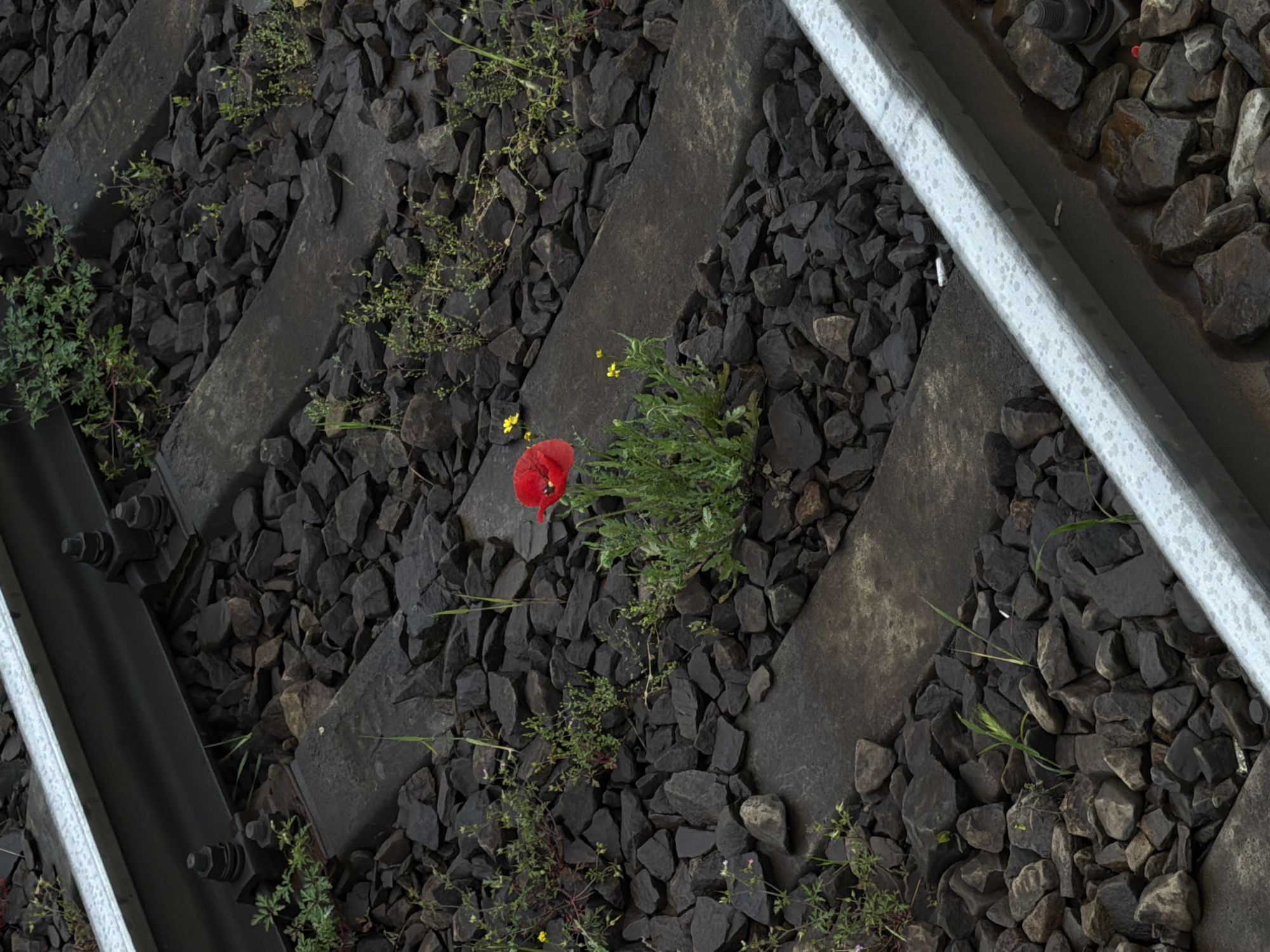 Morning scenes captured in Russian towns show cats, flowers