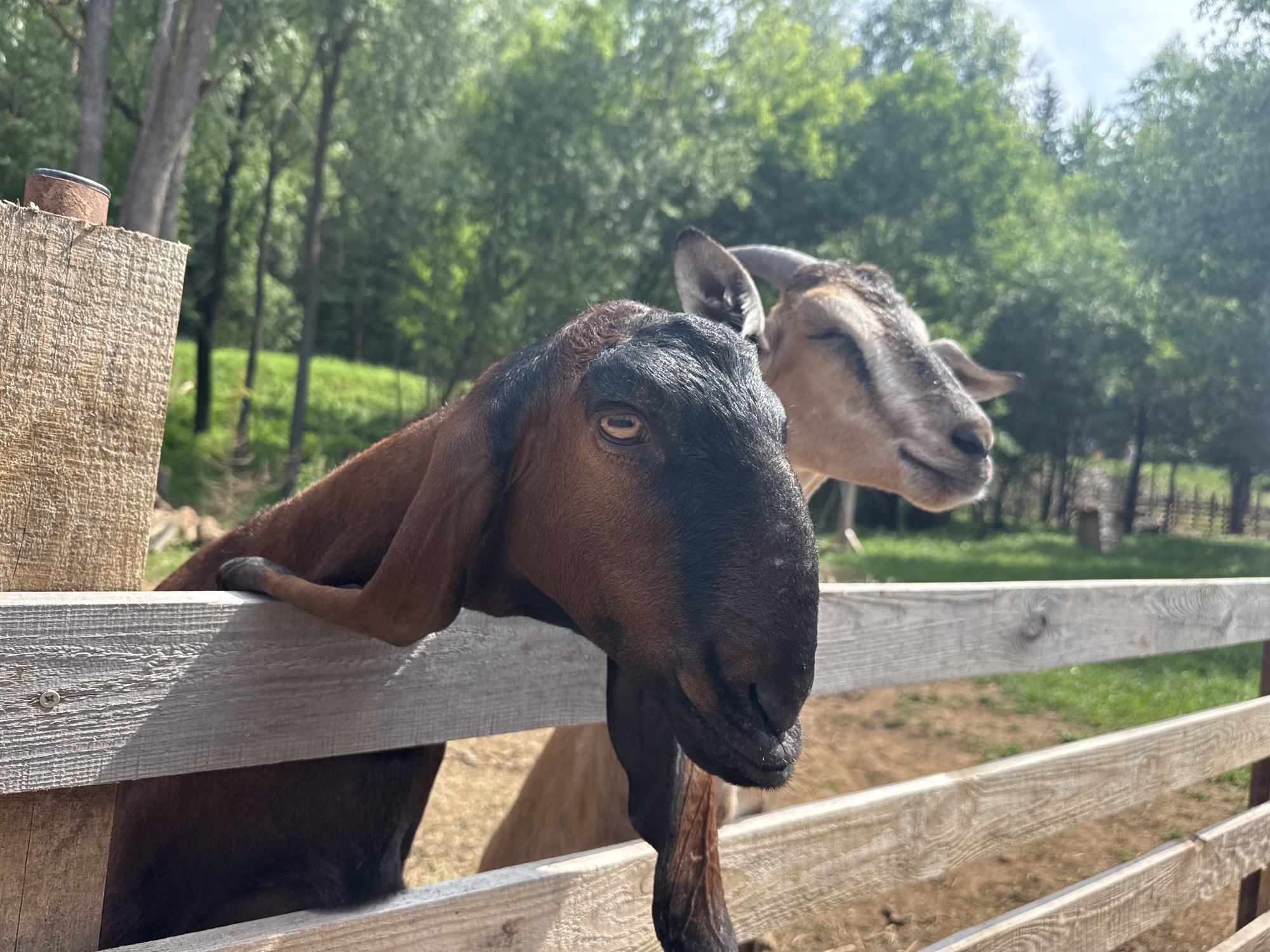 Morning wildlife scenes in Гольяны: goats and deer