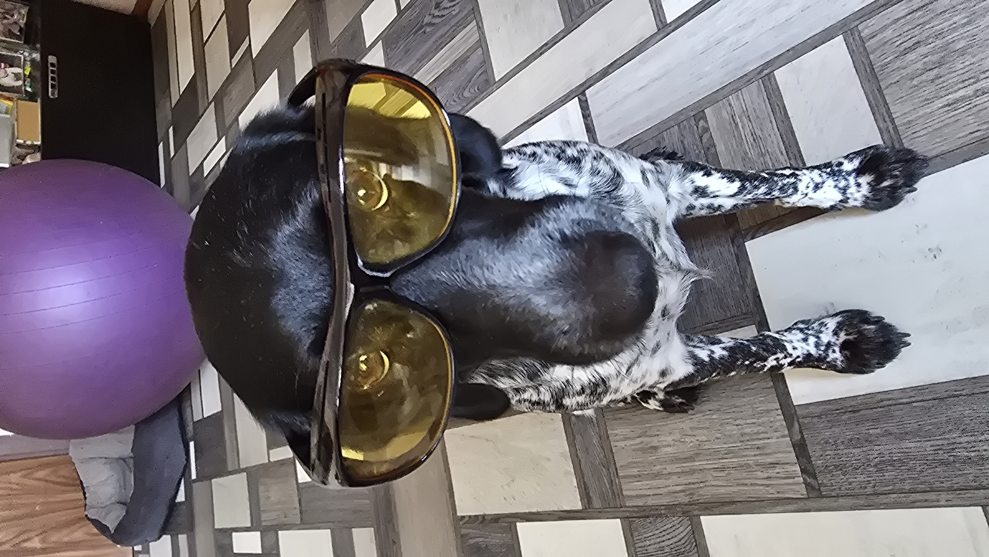 Speckled dog models sunglasses in a casual indoor shoot