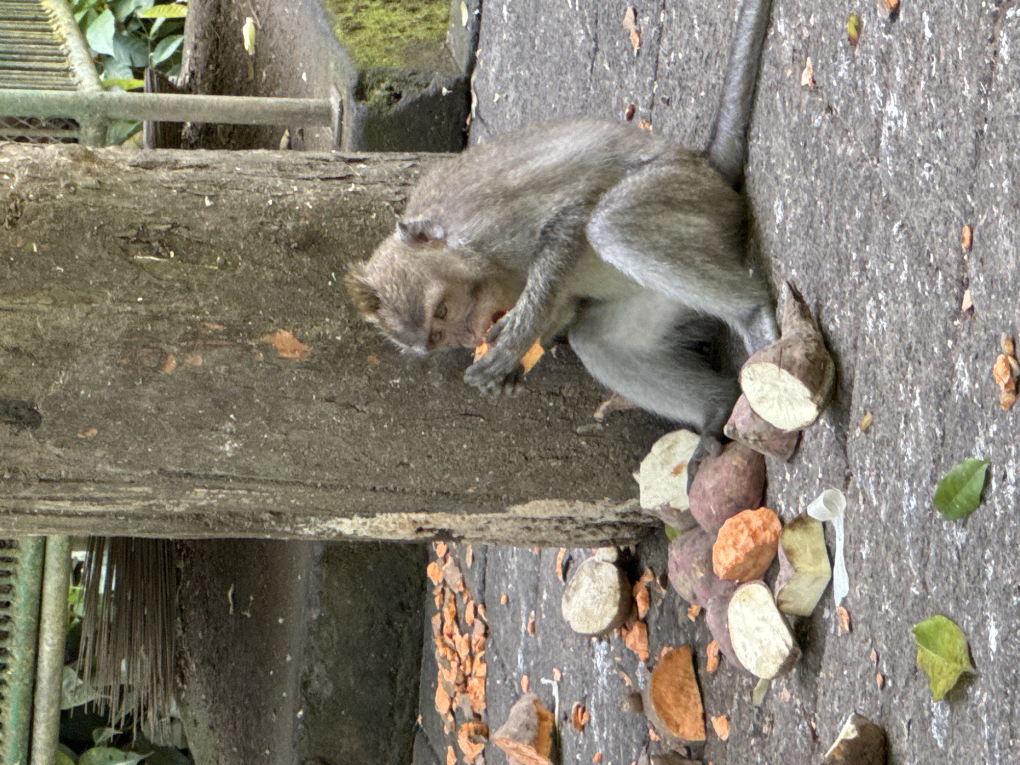 Morning wildlife encounters documented in Ubud forest areas