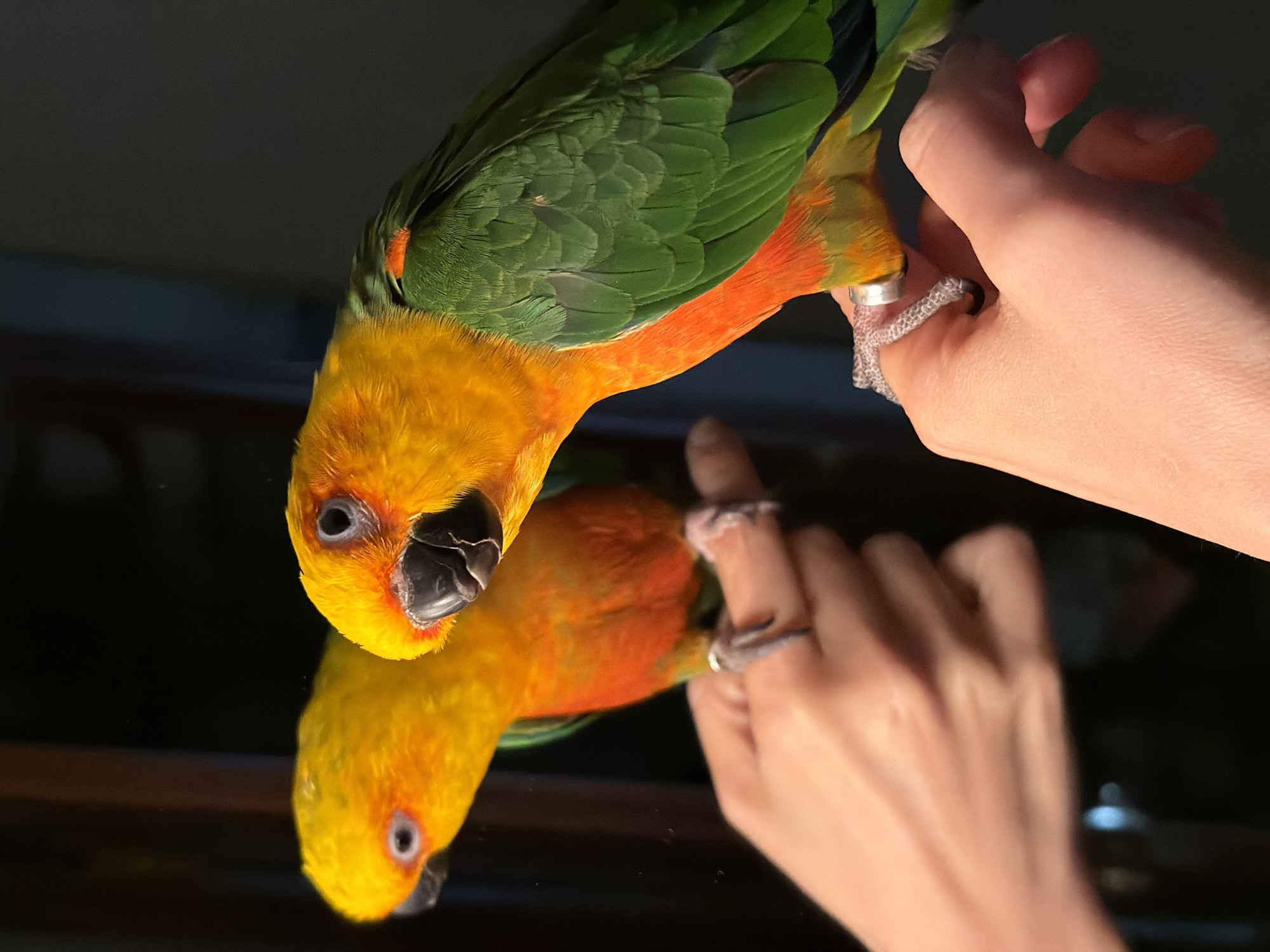 Sun conure parrot photographed on hand in Khimki