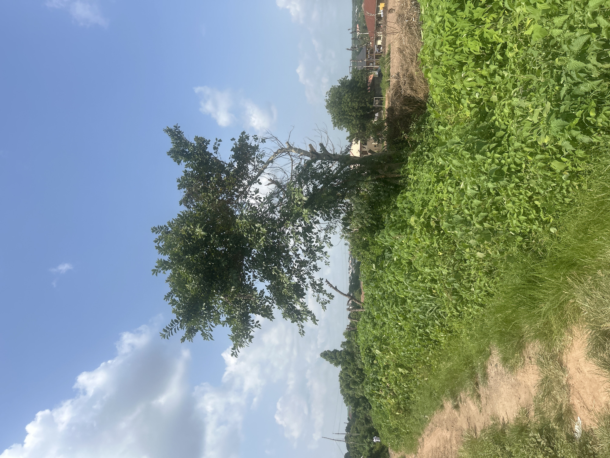 Street-level look at Ogbomosho's everyday urban fabric