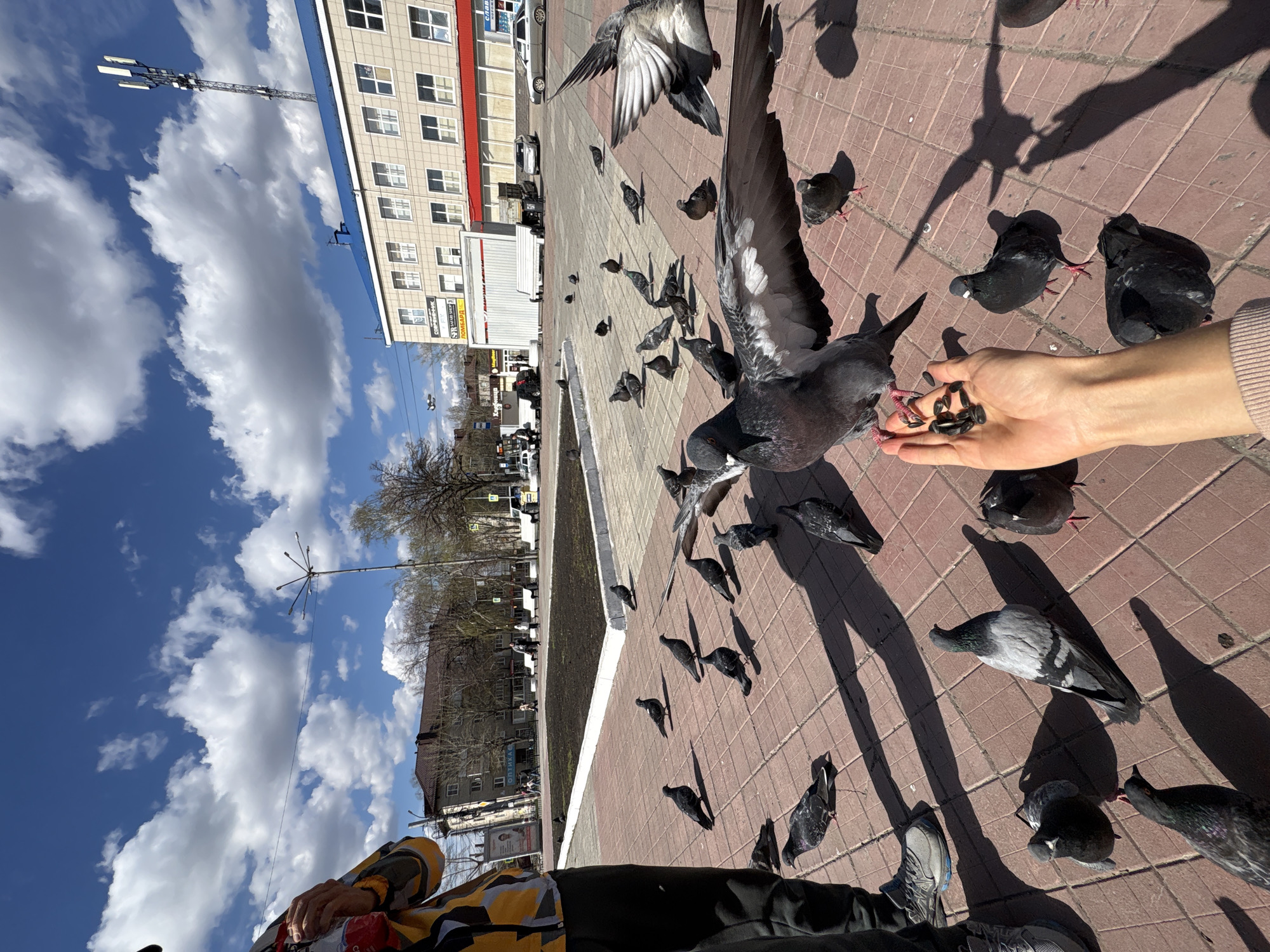 People feed pigeons in sunny Ulyanovsk square