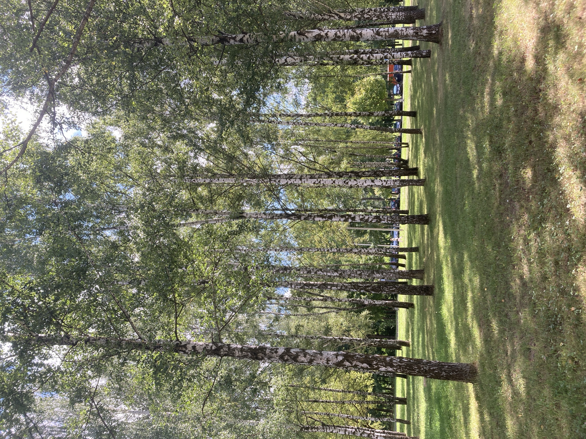 Summer morning in a Zhodzina park, tank monument and birch trees