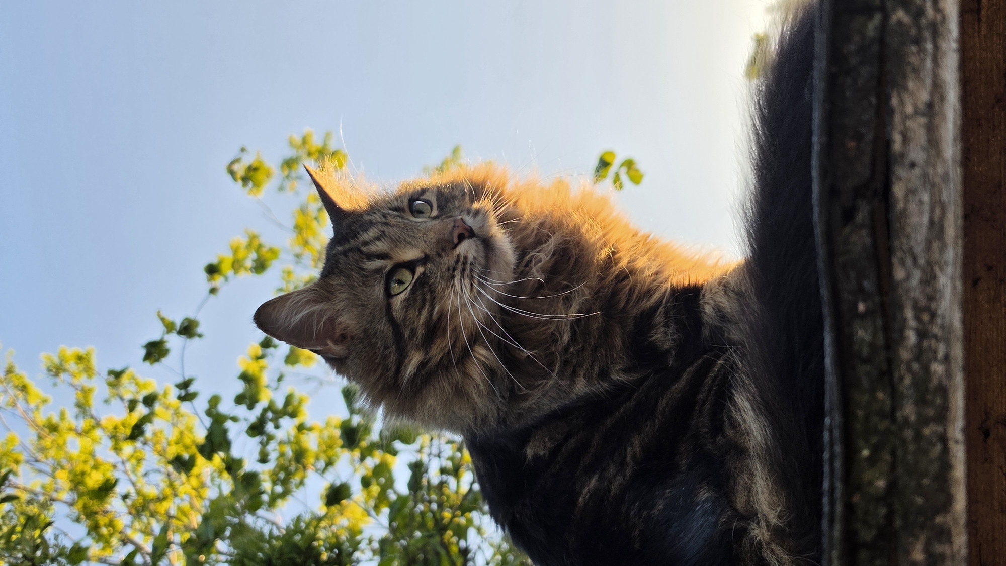 London resident documents tabby cat during golden hour backyard session
