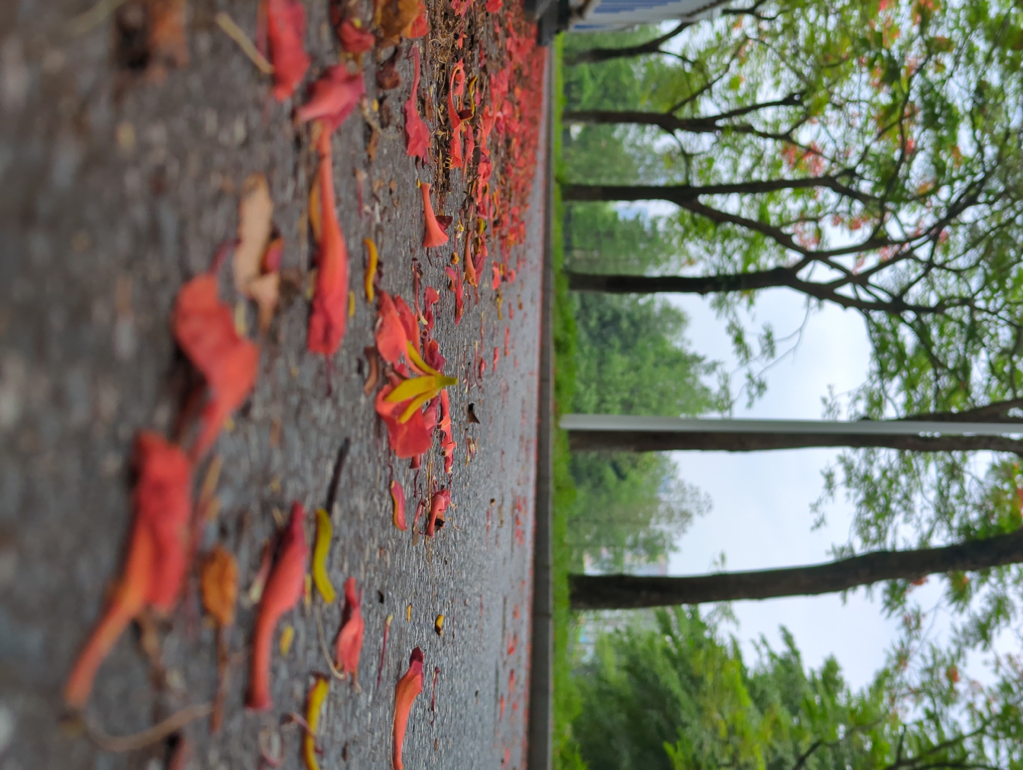 Spring flowers bloom and scatter across Shunde District streets
