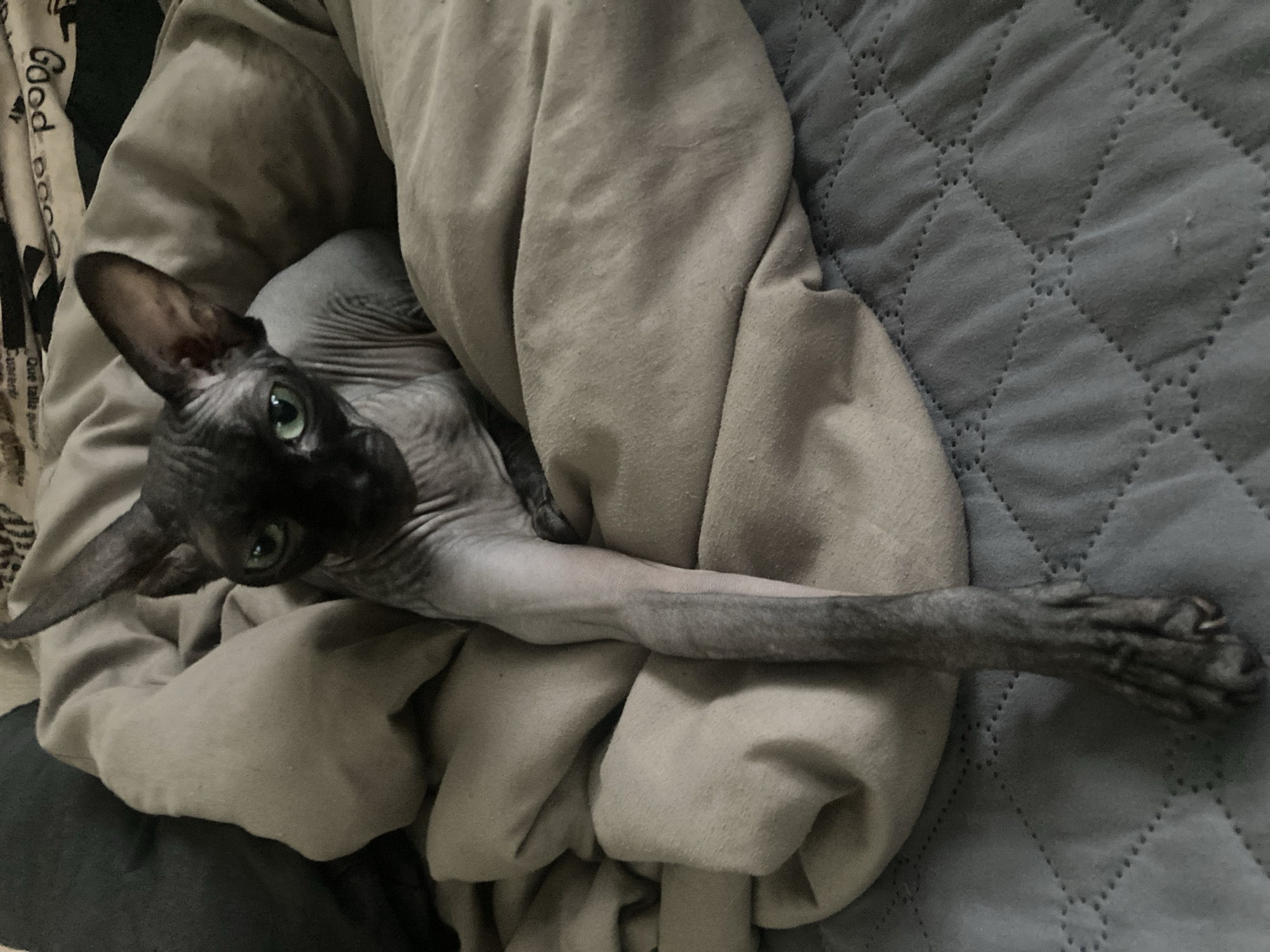 Lazy afternoon with two cats in Kovrov, Russia