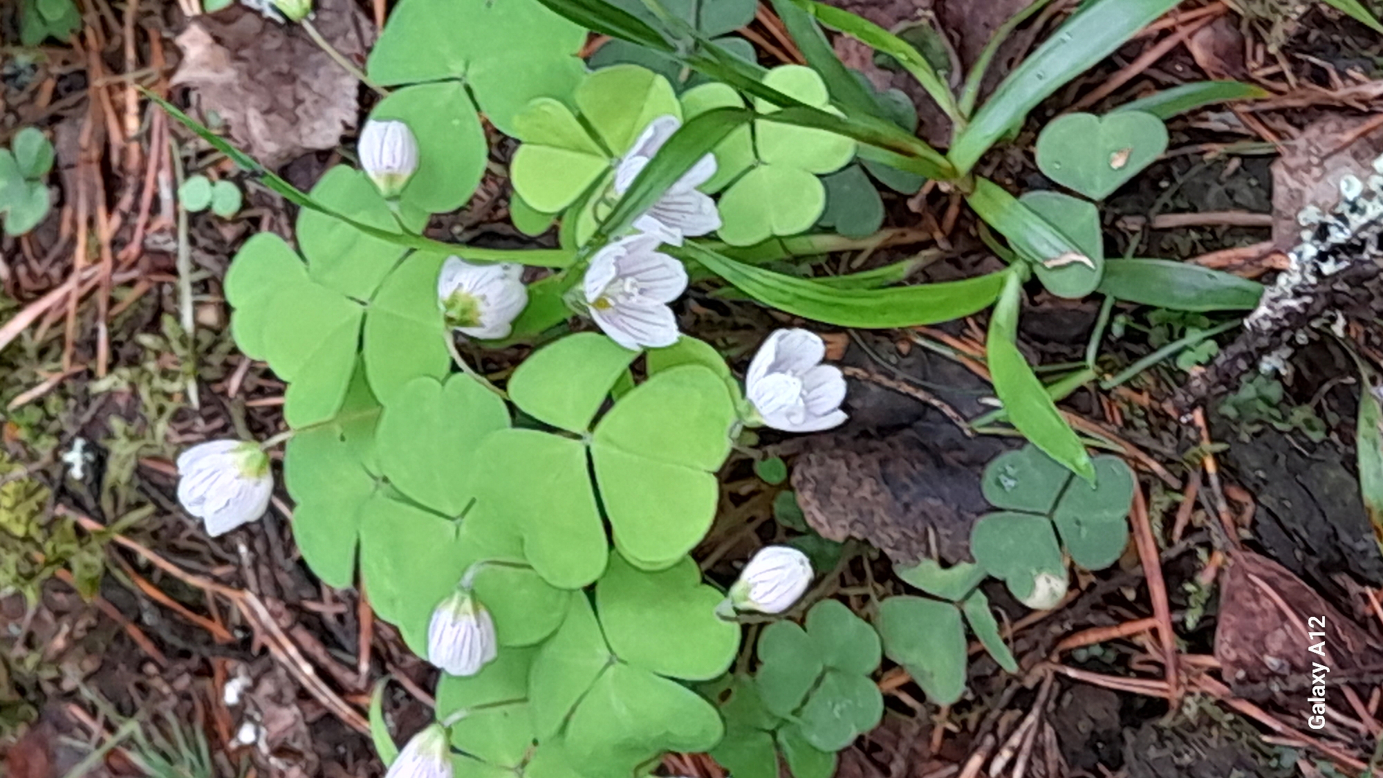Spring forest walk documented in Марковский, Russia