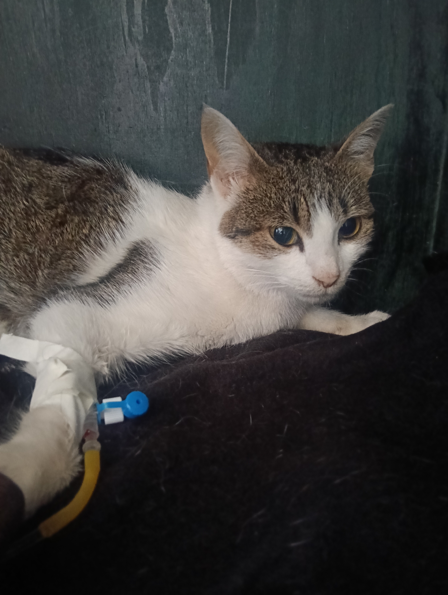 Animals receive veterinary care in Nairobi