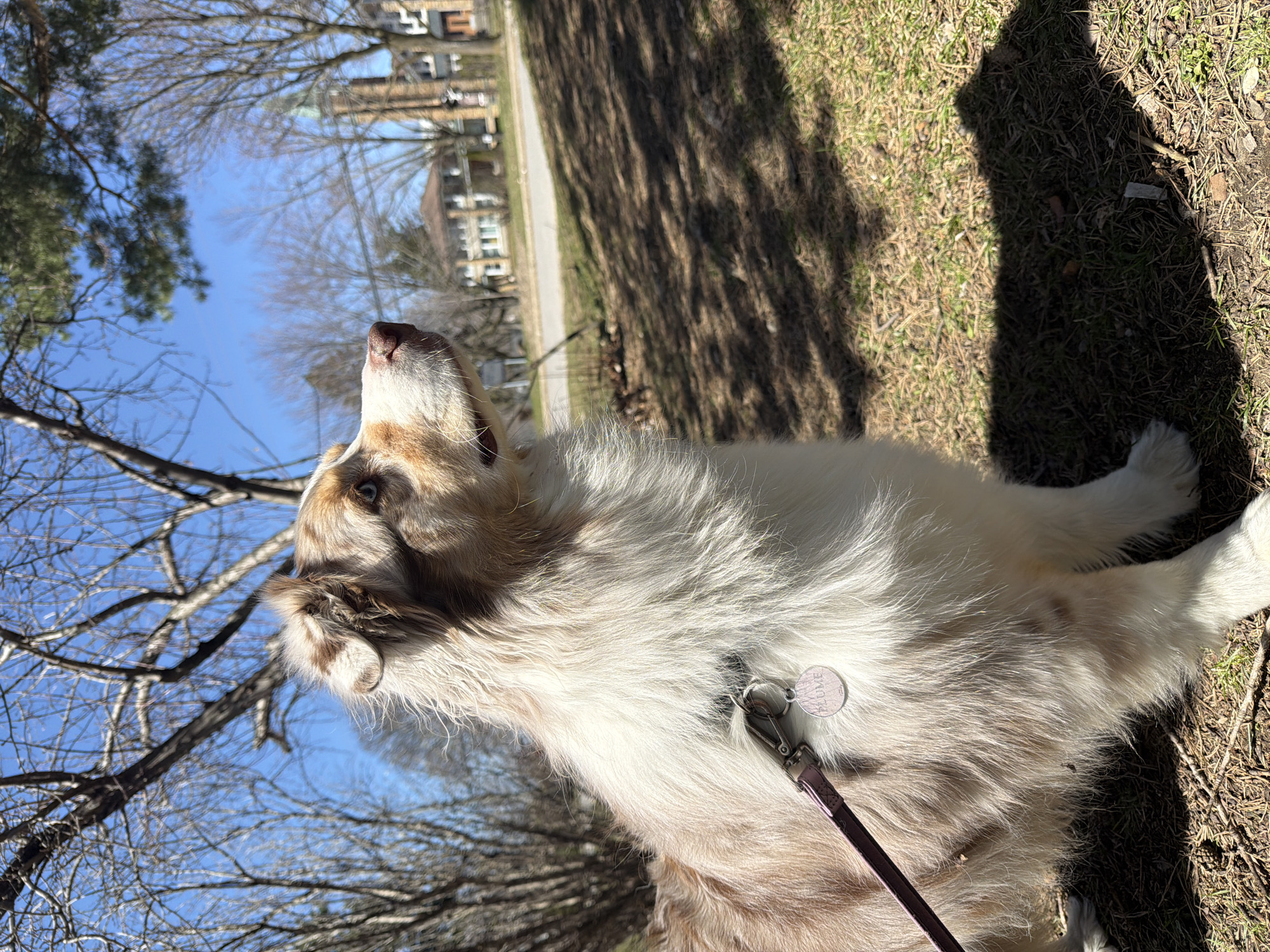 Merle-colored dog photographed outdoors in Laval, Canada