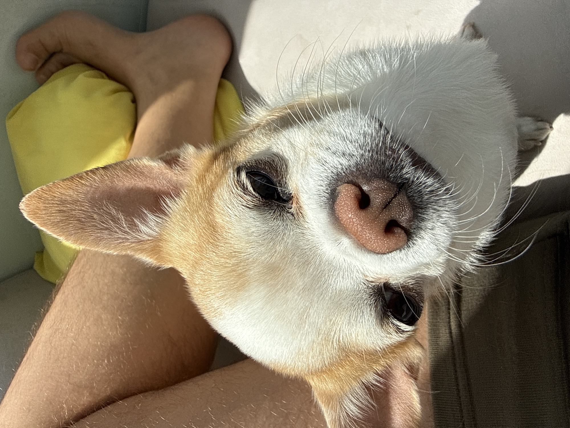 Man and Chihuahua Share Quiet Urban Moments